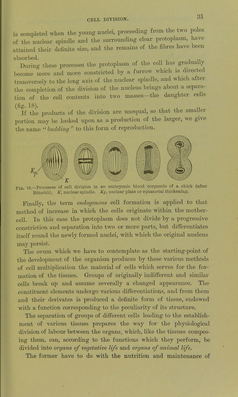 CELL DIVISION. is completed Avhen the young nuclei, proceeding from the two poles of the nuclear spindle and the surrounding clear protoplasm, have attained their definite size, and the remains of the fibres have been absorbed. During these processes the protoplasm of the cell has gradually become more and more constricted by a furrow which is dn^ected transversely to the long axis of the nuclear spindle, and which after the completion of the division of the nucleus brings about a separa- tion of the cell contents into two masses—the daughter cells (fig. 18). If the products of the division are unequal, so that the smaller portion may be looked upon as a production of the larger, we give the name  hiMing  to this form of reproduction. 18.—Processes of cell division in ari embryonic blood corpuscle of a chick (after Biitschli). K, nuclear spindle. Ep, nuclear plate or equatorial tliickening. Finally, the term endogenous cell formation is applied to that method of increase in which the cells originate within the mother- cell. In this case the protoplasm does not divide by a progressive constriction and separation into two or more parts, btit differentiates itself round the newly formed nuclei, with which the original nucleus may persist. The ovum which we have to contemplate as the starting-point of the development of the organism produces by these various methods of cell multiplication the material of cells which serves for the for- mation of the tissues. Groups of originally indifferent and similar cells break up and assume severally a changed appearance. The constituent elements undergo various differentiations, and from them and their derivates is produced a definite form of tissue, endowed with a function corresponding to the pecuUarity of its structure. The separation of groups of different cells leading to the establish- ment of various tissues prepares the way for the physiological division of labour between the organs, which, like the tissues compos- ing them, can, according to the functions which they perform, be divided into organs of vegetative life and organs of animal life. The former have to do with the nutrition and maintenance of