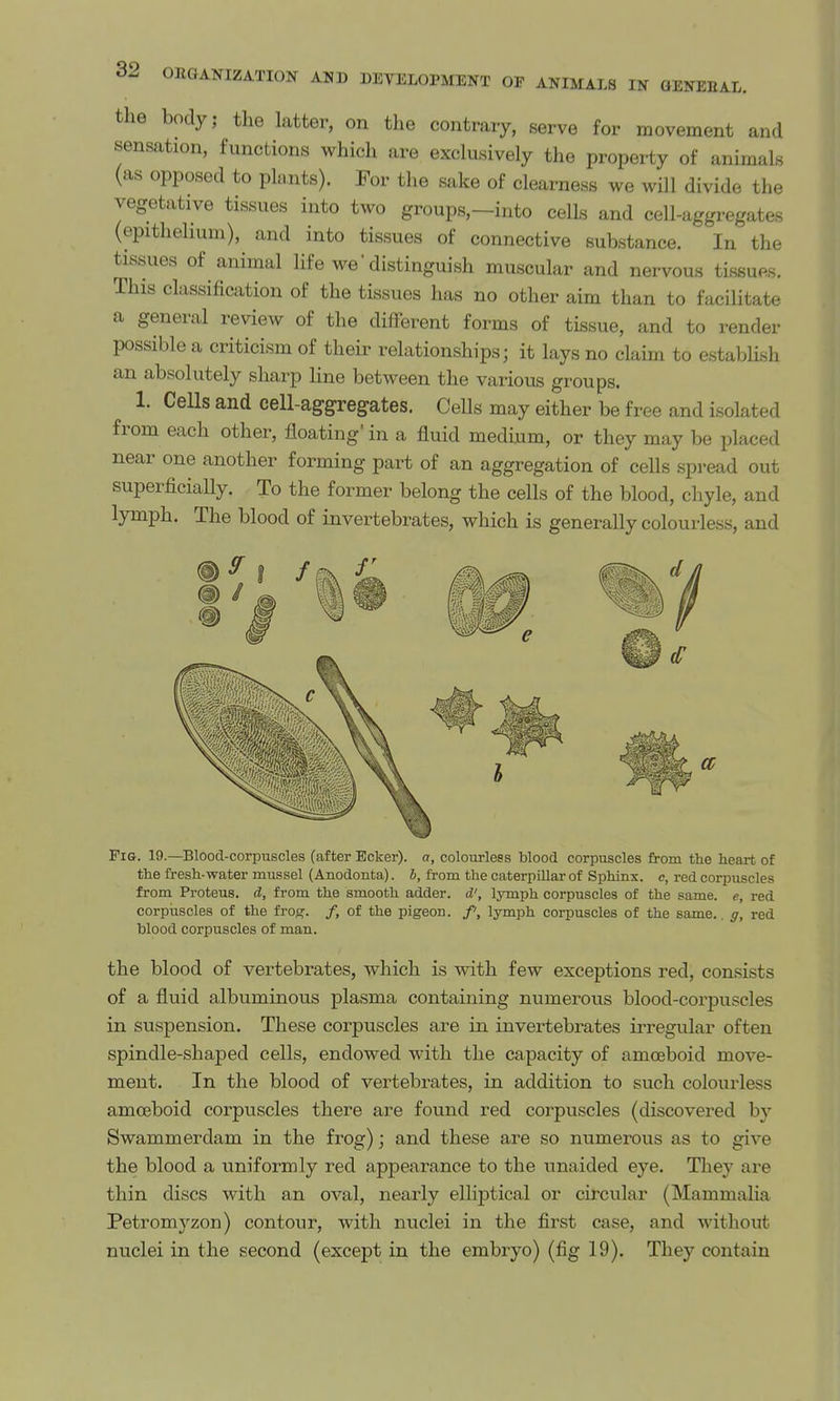 the body; the latter, on the contrary, serve for movement and sensation, functions which are exclusively the property of animals (as opposed to plants). For the sake of clearness we will divide the vegetative tissues into two groups,—into cells and cell-aggregates (epithelium), and into tissues of connective substance. In the tissues of animal life we'distinguish muscular and nervous tissues. This classification of the tissues has no other aim than to facilitate a general review of the different forms of tissue, and to render possible a criticism of their relationships; it lays no claim to establish an absolutely sharp line between the various groups. 1. CeUs and cell-aggregates. Cells may either be free and isolated from each other, floating in a fluid medium, or they may be placed near one another forming part of an aggregation of cells spread out superficially. To the former belong the cells of the blood, chyle, and lymph. The blood of invertebrates, which is generally colourless, and Fig. 19.—Blood-corpuscles (after Ecker). a, colourless blood corpuscles from the heart of the fresh-water mussel (Anodonta). h, from the caterpillar of Sphinx, e, red corpuscles from Proteus. A, from the smooth adder, d', lymph corpuscles of the same, e, red corpuscles of the frogf. /, of the pigeon, f, lymph corpuscles of the same, g, red blood corpuscles of man. the blood of vertebrates, which is with few exceptions red, consists of a fluid albuminous plasma containing numerous blood-corpuscles in suspension. These corpuscles are in invertebrates irregular often spindle-shaped cells, endowed with the capacity of amoeboid move- ment. In the blood of vertebrates, in addition to such colourless amoeboid corpuscles there are found red corpuscles (discovered by Swammerdam in the frog); and these are so numerous as to give the blood a uniformly red appearance to the unaided eye. Tliey are thin discs with an oval, nearly elliptical or circular (Mammalia Petromyzon) contour, with nuclei in the first case, and without nuclei in the second (except in the embryo) (fig 19). They contain