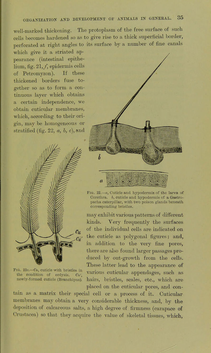 well-marked thickening. The protoplasm of the free surface of such cells becomes hardened so as to give rise to a thick superficial border, perforated at right angles to its surface by a number of fine canals which give it a striated ap- pearance (intestinal epithe- lium, fig. 21,/, epidermis cells of Peti-omyzon). If these thickened borders fuse to- gether so as to form a con- tinuous layei' which obtains a certain independence, we obtain cuticular membi-anes, which, according to their ori- gin, may be homogeneous or stratified (fig. 22, a, b, c), and Fi&. 22.-0, Cuticle and hypodermis of the larva of Coretlira. b, cuticle and hypodermis of a Gastro- pacha caterpillar, with two poison glands beneath corresponding bristles. may exhibit various patterns of different kinds. Yery frequently the svirfaces of the individvial cells are indicated on the cuticle as polygonal figures ; and, in addition to the very fine pores, there are also found larger passages pro- duced by out-gi'o-wth from the cells. These latter lead to the appearance of various cuticular appendages, such as hairs, bristles, scales, etc., which are placed on the cuticular pores, and con- tain as a matrix their special cell or a process of it. Cuticular membranes may obtain a very considei^able thickness, and, by the deposition of calcareous salts, a high degree of fii'mness (carapace of Crustacea) so that they acquire the value of skeletal tissues, which, Fig. 22e.—Ck, cuticle with bristles in the condition of ecdysis. Cu', newly-formed cuticle (Branchipus).