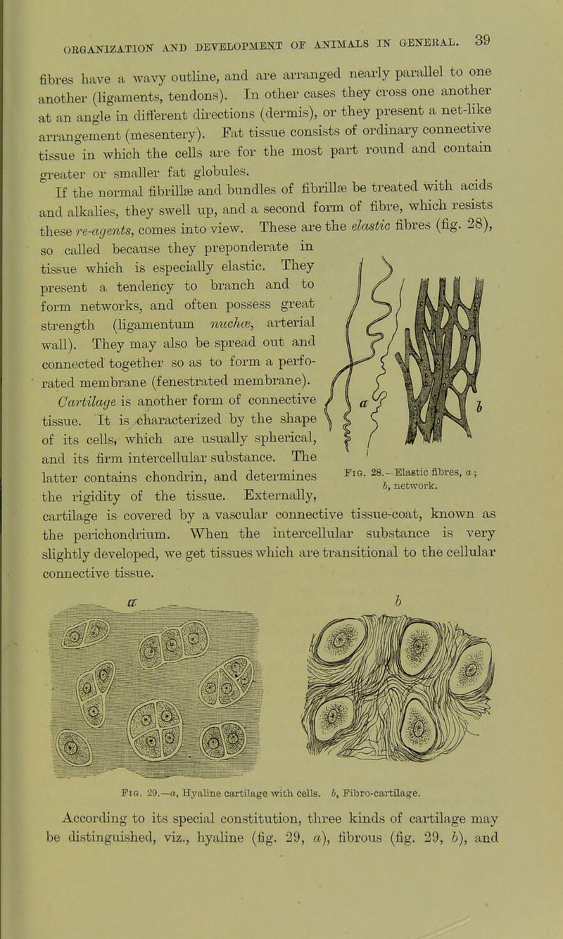 fibres have a wavy outline, and are arranged nearly parallel to one another (ligaments, tendons). In other cases they cross one another at an angle in different du-ections (dermis), or they present a net-like arrangement (mesentery). Fat tissue consists of ordinary connective tissue in which the cells are for the most part round and contain greater or smaller fat globules. ^ If the normal fibrill^ and bundles of fibrillfe be treated with acids and alkalies, they swell up, and a second form of fibre, which resists these re-agents, comes into view. These are the elcistic fibres (fig. 28), so called because they preponderate in tissue which is especially elastic. They present a tendency to branch and to form networks, and often possess great strength (ligamentum nuchce, arterial wall). They may also be spread out and connected together so as to form a perfo- rated membrane (fenestrated membrane). Cartilage is another form of connective tissue. It is characterized by the shape of its cells, which are usually spherical, and its firm intercellular substance. The latter contains chondrin, and determines the rigidity of the tissue. Externally, cai-tilage is covered by a vascular connective tissue-coat, known as the perichondrium. When the intercellular substance is very slightly developed, we get tissues which are transitional to the cell\ilar connective tissue. Fig. 28.—Elastic fitoes, a; b, network. Fig. 29.—a, Hyaline cartilage with cells, b, Fibro-cartilage. According to its special constitution, three kinds of cai'tilage may be distinguished, viz., hyaline (fig. 29, a), fibrous (fig. 29, b), and