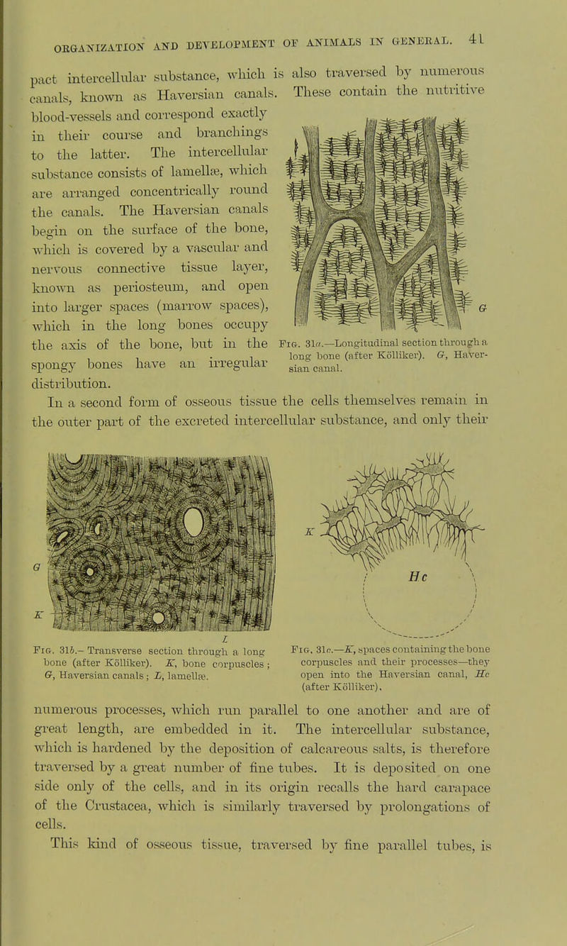 pact intercellular substance, which is also traversed by numerous canals, known as Haversian canals. These contain the nutritive blood-vessels and correspond exactly in their course and branchings to the latter. The intercellular substance consists of lamellje, which are arranged concentrically round the canals. The Haversian canals begin on the surface of the bone, -which is covered by a vascular and nervous connective tissue layer, known as periosteum, and open into larger spaces (marrow spaces), which in the long bones occupy the axis of the bone, but in the Fi&. 31.—Longitadinal section through a , . 1 lono; bone (after Kolliker). Q, Haver- spongy bones have an irregular si^^eanai. distribution. In a second form of osseous tissue the cells themselves remain in the outer part of the excreted intercellular substance, and only their Fig. 31i.-Transverse section through a long Fig. 31r;.—i:, spaces containing the bone bone (after Kolhker). K, bone corpuscles ; corpuscles and their processes—thej' G, Haversian canals; L, lamellfe. open into the Haversian canal, Rc (after Kolliker). numerous processes, which run parallel to one anothei- and are of gi'eat length, are embedded in it. The intercellular substance, which is hardened by the deposition of calcareous salts, is therefore traversed by a great number of fine tubes. It is deposited on one side only of the cells, and in its origin recalls the hard carapace of the Crustacea, which is similarly traversed by prolongations of cells. This kind of osseous tissue, traversed by fine pai'allel tubes, is