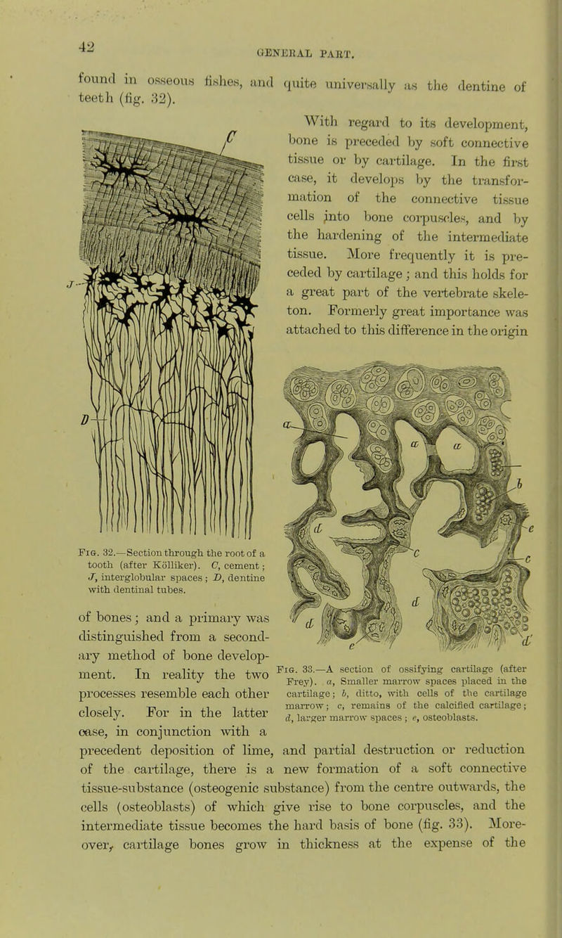 OENERAL PAET. T- found in osseous fishes, and quite universally as the dentine of teeth (lig. 32). With i-egard to its development, bone is preceded by soft connective tissue or by cartilage. In the first case, it develops hy the transfor- mation of the connective tissue cells jinto bone corpusftles, and by the hardening of the intermediate tissue. More frequently it is pre- ceded by cartilage; and this holds for a great part of the vertebi-ate skele- ton. Formerly great importance was attached to this difference in the origin 32.—Section througli the root of a tooth (after KSlliker). O, cement; J, interglobular spaces ; B, dentine with dentinal tubes. of bones; and a primary was distinguished from a second realitv the two ^^-^^ section of ossifying cartUage (after Frey). «, Smaller marrow spaces placed in the cartilage; h, ditto, with cells of the cartilage maiTow; c, remains of the calcified cartilage; d, larger marrow spaces ; e, osteoblasts. ary method of bone develop- ment. In processes resemble each other closely. For in the latter case, in conjunction with a precedent deposition of lime, and partial destruction or reduction of the cartilage, there is a new formation of a soft connective tissue-substance (osteogenic substance) from the centre outwards, the cells (osteoblasts) of which give rise to bone coi-puscles, and the intermediate tissue becomes the hard basis of bone (fig. 33). More- over^ cartilage bones grow in thickness at the expense of the