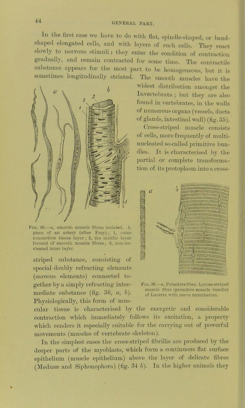 GENERA.L PAET, In the first case we have to do witli flat, .spindle-shaped, oi- band- shaped elongated cells, and with layers of such cells. They react slowly to nervous stinudi: they enter the condition of contraction gradually, and remain contracted for some time. The contractile substance appears for the most part to be homogeneous, but it is sometimes longitudinally striated. The smooth muscles have the widest distriljution amongst the Invertebrata; but they are also found in vertebrates, in the walls of numerous organs (vessels, ducts of glands, intestinal wall) (fig. 35). Cross-sti-iped muscle consists of cells, more frequently of multi- nucleated so-called primitive bun- dles. It is characterised by the partial or complete transforma- tion of its protoplasm into a cross- a Fig. 35.—a, smooth muscle fibres isolated, h, piece of an artery (after FrejO,; 1, outer connective tissue layer; 2, the middle Jriyer formed of smooth muscle flhres; 3, non-nu- cleated inner layer. Fig. 36.—a, Primitive fibre, i.cross-striped muscle fibre (primitive muscle bundle) of Lacertii with nerve termination. striped substance, consisting of special doubly I'efracting elements (sarcous elements) connected to- gether by a simply refracting inter- mediate substance (fig. 36, a, h). Physiologically, this form of mus- cular tissue is characterised by the energetic and considerable contraction which immediately follows its excitation, a projjerty which renders it especially suitable for the carrying out of powerfid movements (muscles of vertebrate skeleton). In the simplest cases the cross-striped fibrillar are produced by the deeper parts of the myoblasts, which form a continuous flat siu-face epithelium (muscle epithelium) above the layer of delicate fibres (Medusre and Siphonophora) (fig. 34 h). In the higher animals they
