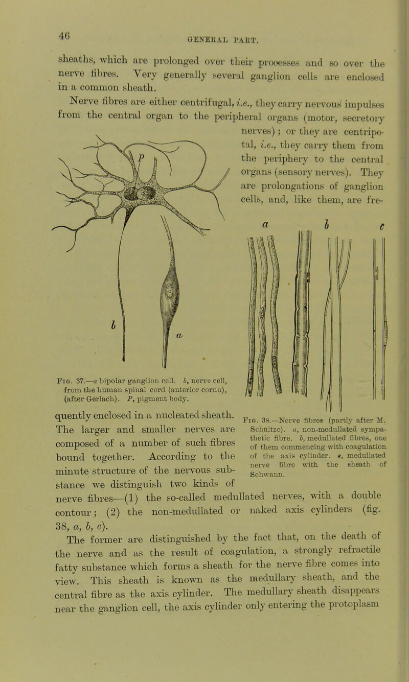 GENEllAL PAHT, sheaths, which are prolonged over their processes and so over the nerve libres. Very generally several ganglion cellf. are enclosed in a common sheath. Nerve fibres are either centrifugal, i.e., they carry nervous impulses from the central organ to the peripheral organs (motor, secretory nerves); or they are centripe- tal, i.e., they carry them from the periphery to the central organs (sensoiy nerves). They are prolongations of ganglion cells, and, like them, are fi-e- FiG. 38.—Nerve fibres (partly after M. Scliiiltze). a, uon-medullated sympa- thetic fibre, h, medullated fibres, one of tliem commencing with coag:ulation of the axis cylinder. «, medullated nerve fibre with the sheath of Schwann. Fig. 37.—a bipolar ganglion cell, h, nerve cell, from the human spinal cord (anterior comu), (after Gerlach). P, pigment body. quently enclosed in a nucleated sheath. The larger and smaller nerves are composed of a number of such fibres bound together. According to the minute structure of the nervous sub- stance we distinguish two kinds of nerve fibres—(1) the so-called medullated nerves, with a double contoui^; (2) the non-medullated or naked axis cylinders (fig. 38, a, b, c). The former are distinguished by the fact that, on the death of the nerve and as the lesult of coagulation, a strongly refractile fatty substance which forms a sheath for the nerve fibre comes into view. This sheath is known as the medullary sheath, and the central fibre as the axis cylinder. The medullary sheath disappears near the ganglion cell, the axis cylinder only entering the protoplasm