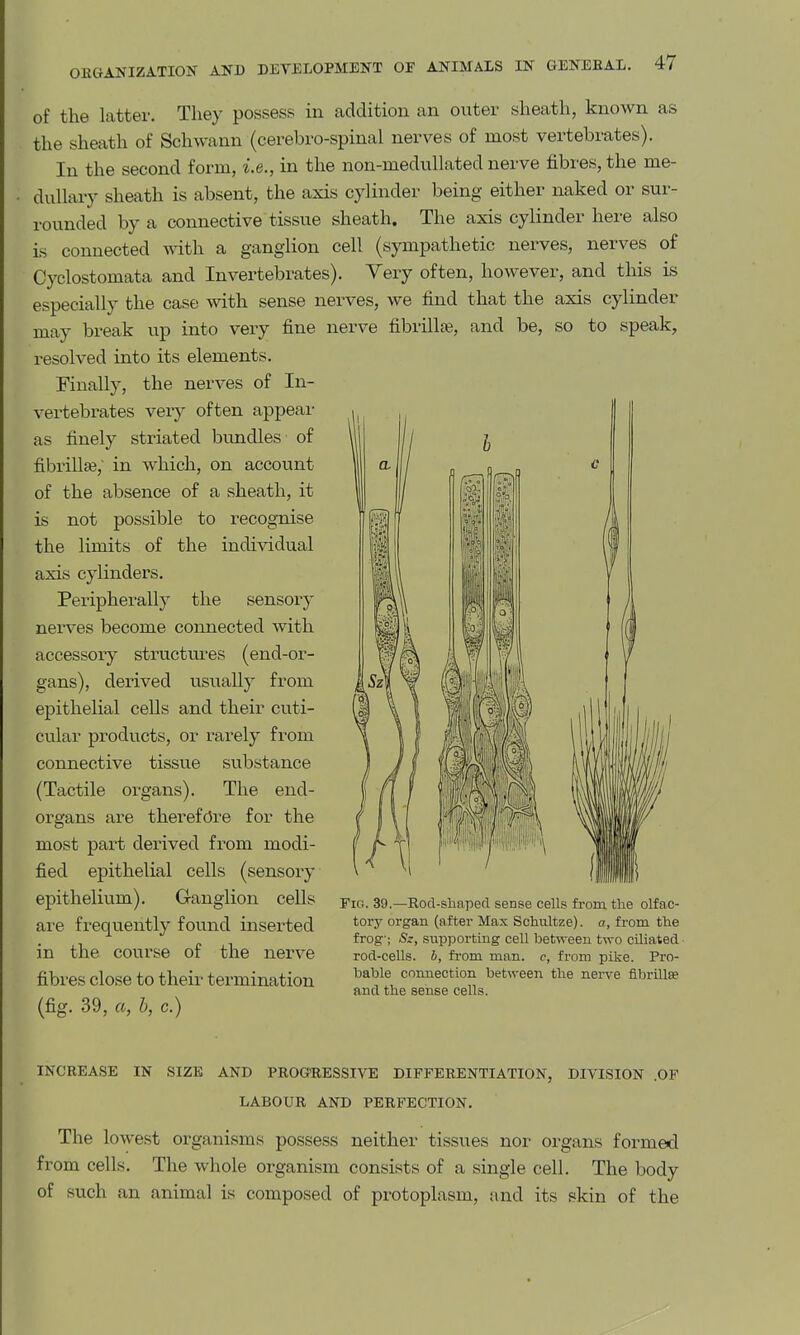 of the latter. They possess in addition can outer sheath, known as the sheath of Schwann (cerebro-spinal nerves of most vertebrates). In the second form, i.e., in the non-mediillated nerve fibres, the me- dullary sheath is absent, the axis cylinder being either naked or sur- rounded by a connective tissue sheath. The axis cylinder here also is connected with a ganglion cell (sympathetic nerves, nerves of Cyclostomata and Invertebrates). Yery often, however, and this is especially the case with sense nerves, we find that the axis cylinder may break up into very fine nerve fibrillte, and be, so to speak, resolved into its elements. Finally, the nerves of In- vei-tebrates very often appeal- as finely striated bundles of fibrillse,' in which, on account of the absence of a sheath, it is not possible to recognise the limits of the individual axis cylinders. Peripherally the sensory nerves become connected with accessory structures (end-or- gans), derived usually from epithelial cells and their cuti- cular products, or rarely from connective tissue substance (Tactile organs). The end- organs are therefore for the most part derived from modi- fied epithelial cells (sensory epithelium). Ganglion cells are frequently found inserted in the course of the nerve fibres close to their termination (fig. 39, a, I), c.) Fio. 39.—Rod-shaperl sense cells from, the olfac- tory organ (after Max Schultze). a, from the frog-; Sz, sup])orting cell between two ciliated ■ rod-cells, b, from man. c, from pike. Pro- hahle connection between the nerve flbrillse and the sense cells. INCREASE IN SIZE AND PROG'RESSIVE DIFFERENTIATION, DIVISION .OF LABOUR AND PERFECTION. The lowest organisms possess neither tissues nor organs formed from cells. The whole organism consists of a single cell. The body of such an animal is composed of protoplasm, and its skin of the