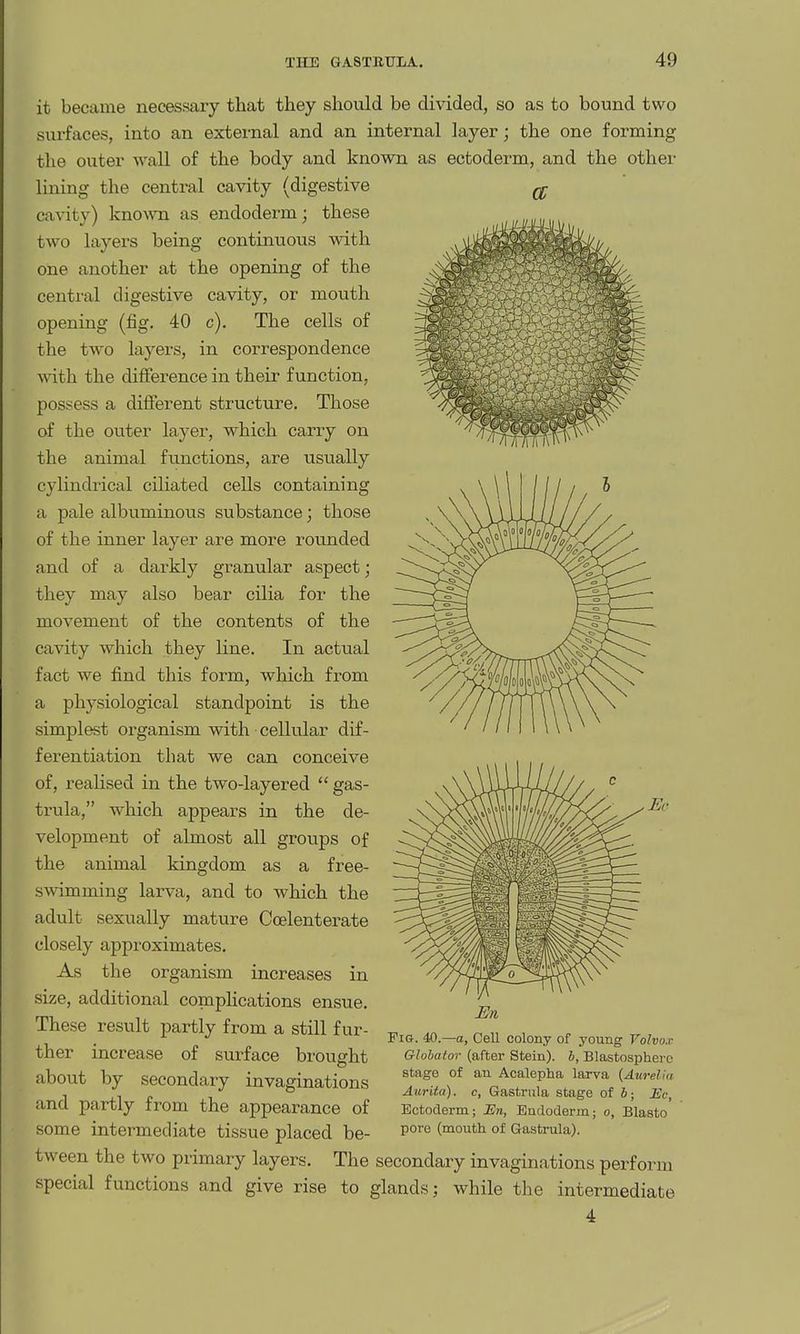 a it became necessary that they should be divided, so as to bound two surfaces, into an external and an internal layer; the one forming the outer wall of the body and known as ectoderm, and the other lining the central cavity (digestive cavity) known as endoderm; these two layers being continuous with one another at the opening of the central digestive cavity, or mouth opening (fig. 40 c). The cells of the two layers, in correspondence with the difference in their function, possess a different structure. Those of the outer layer, which carry on the animal functions, are usually cylindrical ciliated cells containing a pale albuminous substance; those of the inner layer are more rounded and of a darkly granular aspect; they may also bear cilia for the movement of the contents of the cavity which they line. In actual fact we find this form, which from a physiological standpoint is the simplest organism with cellular dif- ferentiation that we can conceive of, realised in the two-layered  gas- trula, which appears in the de- velopment of almost all groups of the animal kingdom as a free- swimming larva, and to which the adult sexually mature Coelenterate closely approximates. As the organism increases in size, additional compHcations ensue. These result partly from a still fur- ther increase of surface brought about by secondary invaginations and partly from the appearance of some intermediate tissue placed be- tween the two primary layers. The secondary invaginations perform special functions and give rise to glands; while the intermediate Fig. 40.—a, Cell colony of young' Volvox Glohator (after Stein), h, Blastospherc stage of an Acalepha larva {Aurelia Aurita). c, Gastrula stage of b; JEc, Ectoderm; Sn, Eudoderin; o, Blasto pore (mouth of Gastrula).
