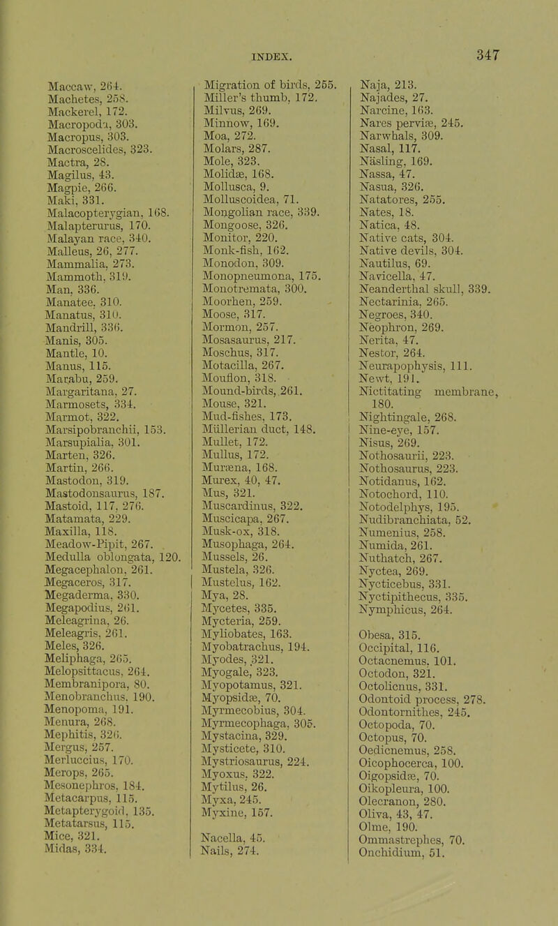Maccaw, 2(54. Machetes, 2o8. Mackerel, 172. Macropodu, 303. Maci'opus, 303. Macroscelides, 323. Mactra, 28. Magilus, 43. Magpie, 266. Maki, 331. Malacopterygian, 168. Malap term-US, 170. Malayan race, 340. Malleus, 26, 277. Mammalia. 273. Mammoth.'3iy. Man, 336. Manatee, 310. Manatus, 31U. Mandrill, 336. Manis, 305. Mantle, 10. Manus, 115. Marabu, 259. Margaritana, 27. Marmosets, 334. Marmot, 322, Marsipobranchii, 153. Marsupialia, 301. Marten, 326. Martin, 266. Mastodon, 319. Mastodonsaurus, 187. Mastoid, 117, 276. Matamata, 229. Maxilla, 118. Meadow-Pipit, 267. Medulla oblongata, 120. Megacephalon, 261. Megaceros, 317. Megaderma, 330. Megapodius, 2(51. Meleagrina, 26. Meleagris, 261. Meles, 326. Meliphaga, 265, Mclopsittacus, 264. Membranipora, 80. Menobranchus. 190. Menopoma, 191. Menura, 268. Mephitis, 326. Mergus, 257. Merluccius, 170. Merops, 265. Mesonephros, 184. Metacarpus, 115. Metapterygoid, 135. Metatarsus, 115. Mice, 321. Midas, 334. Migration of birds, 255. Miller's thumb, 172, Milvus, 269. Minnow, 169. Moa, 272. Molars, 287. Mole, 323. Molidse, 168. Mollusca, 9. Molluscoidea, 71. Mongolian race, 339. Mongoose, 326. Monitor, 220. Monlc-fish, 162. Monodon, 309. Monopneumona, 175. Monotremata, 300. Moorhen, 259. Moose, 317. Mormon, 257. Mosasaurus, 217. Moschus, 317. Motacilla, 267. Mouflon, 318. Mound-bii-ds, 261. Mouse, 321. Mud-fishes, 173. Miilleriau duct, 148. Mullet, 172. MuUus, 172. Murigna, 168. Mui-ex, 40, 47. Mus, 321. Muscardinus, 322. Muscicapa, 267. Musk-ox, 318. Musophaga, 264. Mussels, 26. Mustela, 326. Mustelus, 162. Mya, 28. Mycetes, 335. Mycteria, 259. Myliobates, 163. Myobatrachus, 194. Myodes, 321. Myogale, 323. Myopotamus, 321. Myopsidfe, 70. Myrmecobius, 304. Myrmecophaga. 305. Mystacina, 329.' Mysticete, 310. Mystriosaurus, 224. Myoxus. 322. Mytilus; 26. Myxa, 245. Myxine, 157. Nacella, 45. Nails, 274. Naja, 213. Najades, 27. Narcine, 163. Nares pervife, 245. Narwhals, 309. Nasal, 117. Nasling, 169. Nassa, 47. Nasua, 326. Natatores, 255. Nates, 18. Natica, 48. Native cats, 304. Native devils, 304. Nautilus, 69. Navicella, 47. Neanderthal skull, 339. Nectarinia, 265. Negroes, 340. Neophi-on, 269. Nerita, 47. Nestor, 264. Neurapophj^sis, 111. Newt, 191. Nictitating membrane, 180. Nightingale, 268. Nine-eye, 157. Nisus, 269. Nothosaurii, 223. Nothosaurus, 223. Notidanus, 162. Notochord, 110. Notodelphys, 195. Nudibranchiata, 52, Numenius, 258, Numida, 261, Nuthatch, 267. Nyctea, 269. Nycticebus, 331. Nyctipithecus, 335, Nymphicus, 264. Obesa, 315. Occipital, 116. Octacnemus. 101. Octodon, 321. Octolicnus, 331. Odontoid process, 278. Odontornithes, 245. Octopoda, 70. Octopus, 70. Oedicnemus, 258. Oicophocerca, 100. Oigopsida3, 70. Oikopleura, 100. Olecranon, 280. Oliva, 43, 47. Olme, 190. Ommastrephes, 70. Onchidium, 51.