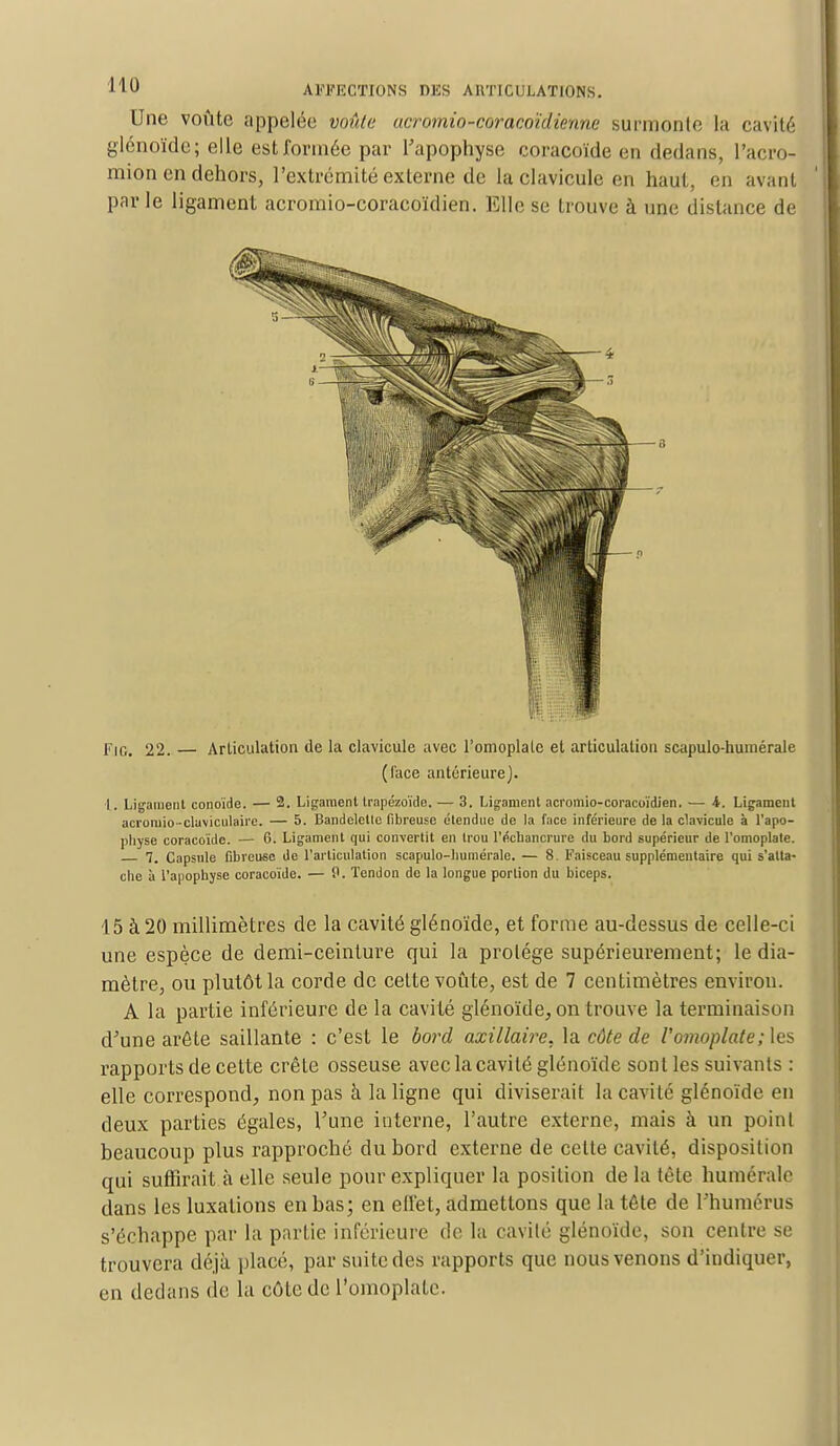 Une voûte appelée voûta acromio-coracoïdienne surmonte la cavité glénoïde; elle est formée par l'apophyse coracoïde en dedans, l'acro- mion en dehors, l'extrémité externe de la clavicule en haut, en avant parle ligament acromio-coracoïdien. Elle se trouve à une distance de Fio. 22. — Articulation de la clavicule avec l'omoplate et articulation scapulo-humérale (l'ace antérieure). I. Ligament conoide. — 2. Ligament trapézoïde. — 3. Ligament acromio-coracoïdien, — K. Ligament acroniio-cluviculaire. — 5. Bandelellc fibreuse étendue de la face inférieure de la clavicule à l'apo- physe coracoïde. — 6. Ligament qui convertit en trou l'écbancrure du bord supérieur de l'omoplate. 7. Capsule fibreuse de l'articulation scapulo-humérale. — 8 Faisceau supplémentaire qui s'atta- che à l'apophyse coracoïde. — 9. Tendon de la longue portion du biceps. 15 à 20 millimètres de la cavité glénoïde, et forme au-dessus de celle-ci une espèce de demi-ceinture qui la protège supérieurement; le dia- mètre, ou plutôt la corde de celte voûte, est de 7 centimètres environ. A la partie inférieure de la cavité glénoïde, on trouve la terminaison d'une arête saillante : c'est le bord axillaire. la côte de l'omoplate; les rapports de cette crête osseuse avec la cavité glénoïde sont les suivants : elle correspond, non pas à la ligne qui diviserait la cavité glénoïde en deux parties égales, l'une interne, l'autre externe, mais à un point beaucoup plus rapproché du bord externe de celte cavité, disposition qui suffirait à elle seule pour expliquer la position de la tète humorale dans les luxations en bas; en effet, admettons que la tête de l'humérus s'échappe par la partie inférieure de la cavité glénoïde, son centre se trouvera déjà placé, par suite des rapports que nous venons d'indiquer, en dedans de la côte de l'omoplate.