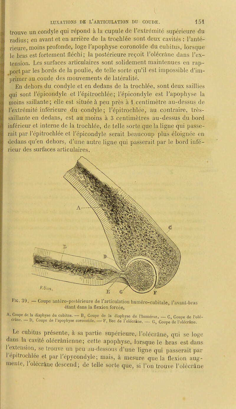 trouve un condyle qui répond à la cupule de l'extrémité supérieure du radius; en avant et en arrière de la trochlée sont deux cavités : l'anté- rieure, moins profonde, loge l'apophyse coronoïde du cubitus, lorsque le bras est fortement fléchi; la postérieure reçoit l'olécrâne dans l'ex- tension. Les surfaces articulaires sont solidement maintenues en rap- port par les bords de la poulie, de telle sorte qu'il est impossible d'im- primer ;iu coude des mouvements de latéralité. En dehors du condyle et en dedans de la trochlée, sont deux saillies qui sont l'épicondyle et l'épi trochlée; l'épicondyle est l'apophyse la uioins saillante; elle est située à peu près à 1 centimètre au-dessus de L'extrémité inférieure du condyle; l'épitrochlée, au contraire, très- saillante en dedans, est au moins à 3 centimètres au-dessus du bord inférieur et interne de la trochlée, de telle sorte que la ligne qui passe- rait par l'épitrochlée et l'épicondyle serait beaucoup plus éloignée en dedans qu'en dehors, d'une autre ligne qui passerait par le bord infé- rieur des surfaces articulaires. Fie. 39. Coupe anlcro-postérieure de l'articulation huméro-cubitale, Pavant-bras étant dans la flexion forcée. A. Coupe dn la diapliyse du cubitns. — B, Coupe de la diaphyse de l'huméru?. — C, Coupe de l'olé- crane. — I), Coupe de l'apophyse coronoïde. — F, Bec de l'olécrâne. — G, Coupe de l'olécrâne. Le cubitus présente, à sa partie supérieure, l'olécrâne, qui se loge dans la cavité olécrânienne; cette apophyse, lorsque le bras est dans l'extension, se trouve un peu au-dessous d'une ligne qui passerait par l'épitrochlée et par l'épycondyle; mais, à mesure que la flexion aug- mente, l'olécrâne descend; de telle sorte que, si l'on trouve l'olécrâne