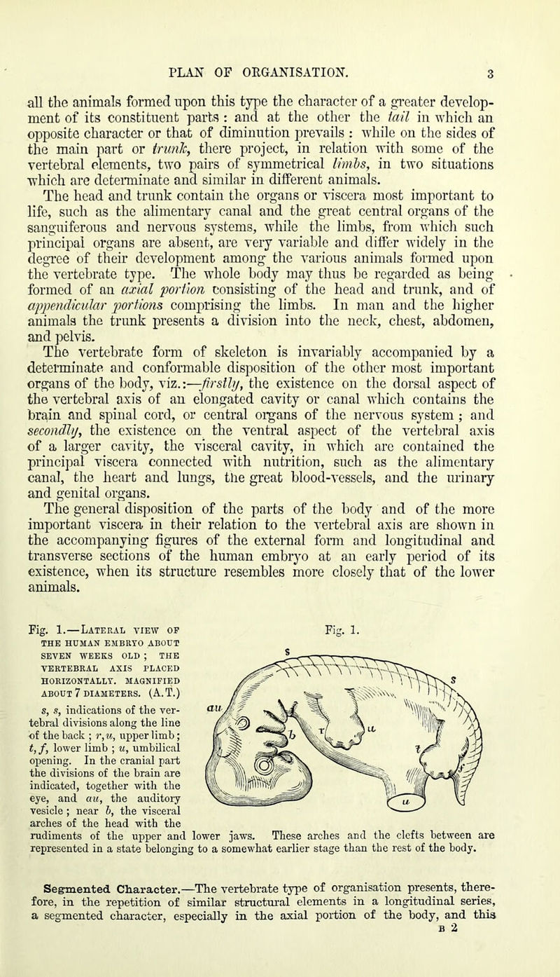 all the animals formed upon this type the character of a greater develop- ment of its constituent parts: and at the other the tail in which an opposite character or that of diminution prevails : while on the sides of the main part or trunk, there project, in relation with some of the vertebral elements, two pairs of symmetrical limbs, in two situations which are determinate and similar in different animals. The head and trunk contain the organs or viscera most important to life, such as the alimentary canal and the great central organs of the sanguiferous and nervous systems, while the limbs, from which such principal organs are absent, are very variable and differ widely in the degree of their development among the various animals formed upon the vertebrate type. The whole body may thus be regarded as being- formed of an axial portion consisting of the head and trunk, and of appendicular portions comprising the limbs. In man and the higher animals the trunk presents a division into the neck, chest, abdomen, and pelvis. The vertebrate form of skeleton is invariably accompanied by a determinate and conformable disposition of the other most important organs of the body, viz .-.—firstly, the existence on the dorsal aspect of the vertebral axis of an elongated cavity or canal which contains the brain and spinal cord, or central organs of the nervous system ; and secondly, the existence on the ventral aspect of the vertebral axis of a larger cavity, the visceral cavity, in which are contained the principal viscera connected with nutrition, such as the alimentary canal, the heart and lungs, the great blood-vessels, and the urinary and genital organs. The general disposition of the parts of the body and of the more important viscera in their relation to the vertebral axis are shown in the accompanying figures of the external form and longitudinal and transverse sections of the human embryo at an early period of its existence, when its structure resembles more closely that of the lower animals. Fig. 1.—Lateral view op THE HUMAN EMBRYO ABOUT SEVEN WEEKS OLD ; THE VERTEBRAL AXIS PLACED HORIZONTALLY. MAGNIFIED ABOUT 7 DIAMETERS. (A.T.) s, s, indications of the ver- tebral divisions along the line of the back ; r,u, upper limb; t, f, lower limb ; u, umbilical opening. In the cranial part the divisions of the brain are indicated, together with the eye, and ail, the auditory vesicle ; near 6, the visceral arches of the head with the rudiments of the upper and lower jaws. These arches and the clefts between are represented in a state belonging to a somewhat earlier stage than the rest of the body. Fig. 1. Segmented Character.—The vertebrate type of organisation presents, there- fore, in the repetition of similar structural elements in a longitudinal series, a segmented character, especially in the axial portion of the body, and this b 2