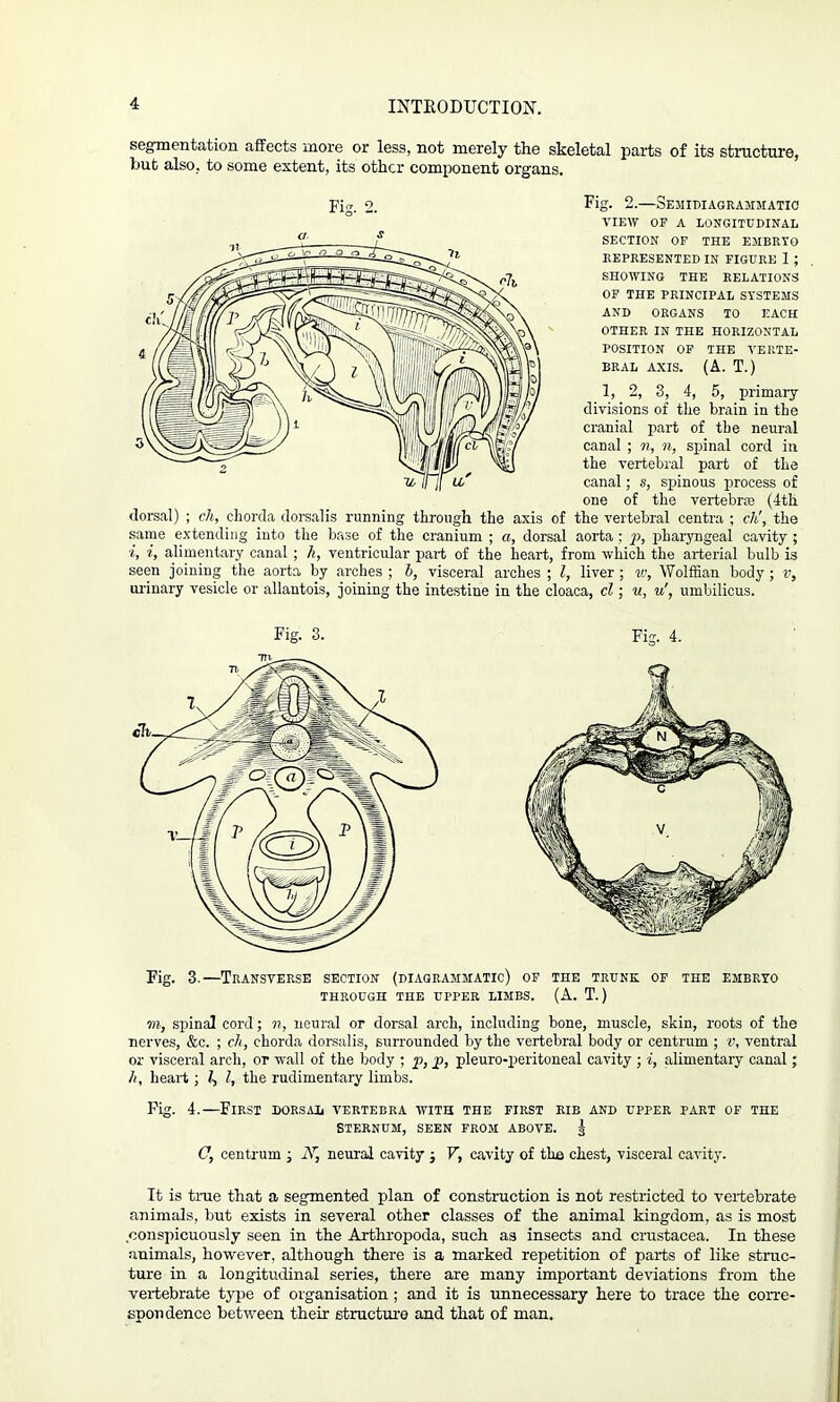 segmentation affects more or less, not merely the skeletal parts of its structure, hut also, to some extent, its other component organs. Fig. 2. throu; Fig. 2.—Semidiagrammatic VIEW OF A LONGITUDINAL SECTION OF THE EMBRYO REPRESENTED IN FIGURE 1 ; SHOWING THE RELATIONS OF THE PRINCIPAL SYSTEMS AND ORGANS TO EACH OTHER IN THE HORIZONTAL POSITION OF THE VERTE- BRAL AXIS. (A. T.) 1, 2, 3, 4, 5, primary divisions of the brain in the cranial part of the neural canal ; n, n, spinal cord in the vertebral part of the canal; s, spinous process of one of the vertebra (4th ;h the axis of the vertebral centra ; ch\ the a, dorsal aorta ; p, pharyngeal cavity i dorsal) ; eh, chorda dorsalis runninL same extending into the base of the cranium ■i, i, alimentary canal ; h, ventricular part of the heart, from which the arterial bulb is seen joining the aorta by arches ; h, visceral arches ; l, liver ; vj, Wolffian body; v, urinary vesicle or allantois, joining the intestine in the cloaca, cl; u, u', umbilicus. Fig. 3. Fig. 4. Fig. 3.—Transverse section (diagrammatic) of the trunk of the embryo THROUGH THE UPPER LIMBS. (A. T.) 7ii, spinal cord; n, neural or dorsal arch, including bone, muscle, skin, roots of the nerves, &c. ; ch, chorda dorsalis, surrounded by the vertebral body or centrum ; v, ventral or visceral arch, or wall of the body ; p, p, pleuro-peritoneal cavity ; i, alimentary canal; /(, heart ; 7, l, the rudimentary limbs. Fig. 4.—First dorsau vertebra with the first rib and upper part of the STERNUM, SEEN FROM ABOVE. ^ O, centrum ; IVj neural cavity j V, cavity of the chest, visceral cavity. It is true that a segmented plan of construction is not restricted to vertebrate animals, but exists in several other classes of the animal kingdom, as is most conspicuously seen in the Arthropoda, such as insects and Crustacea. In these animals, however, although there is a marked repetition of parts of like struc- ture in a longitudinal series, there are many important deviations from the vertebrate type of organisation ; and it is unnecessary here to trace the corre- spondence between their structure and that of man.