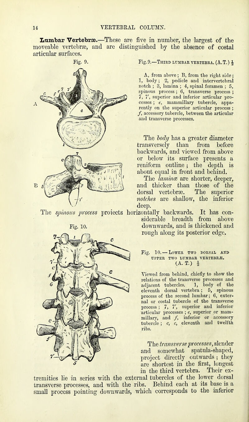 Lumbar Vertebrae.—These are five in number, the largest of the moveable vertebra, and are distinguished by the absence of costal articular surfaces. Fig. 9. Fig. 9.—Third lumbar vertebra. (A.T.) £ A, from above ; B, from the right side ; 1, body; 2, pedicle and intervertebral notch ; 3, lamina ; 4, spinal foramen ; 5, spinous process ; 6, transverse process ; 7, 7', superior and inferior articular pro- cesses ; e, mammillary tubercle, appa- rently on the superior articular process ; /, accessory tubercle, between the articular and transverse processes. The Jjodij has a greater diameter transversely than from before backwards, and viewed from above or below its surface presents a reniform outline; the depth is about equal in front and behind. The laminm are shorter, deeper, and thicker than those of the dorsal vertebrae. The superior notches are shallow, the inferior deep. The spinous process proiects horizontally backwards. It has con- siderable breadth front above Fig. 10. downwards, and is thickened and rough along its posterior edge. Fig. 10. — Lower two dorsal and UPPER TWO LUMBAR VERTEBRAE. (A. T.) i Viewed from behind, chiefly to show the relations of the transverse processes and adjacent tubercles. 1, body of the eleventh dorsal vertebra; 5, spinous process of the second lumbar; 6, exter- nal or costal tubercle of the transverse process ; 7, 7', superior and inferior articular processes ; e, superior or mam- millary, and /, inferior or accessory tubercle; c, c, eleventh and twelfth ribs. The trans verse processes, slender and somewhat spatula-shaped, project directly outwards ; they are shortest in the first, longest in the third vertebra. Their ex- tremities lie in series with the external tubercles of the lower dorsal transverse processes, and with the ribs. Behind each at its base is a small process pointing downwards, which corresponds to the inferior