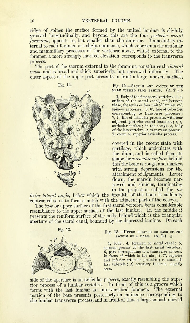 ridge of spines the surface formed by the united laminae is slightly grooved longitudinally, and beyond this are the four posterior sacral foramina, opposite to, but smaller than the anterior. Immediately in- ternal to each foramen is a slight eminence, which represents the articular and mammillary processes of the vertebrae above, whilst external to the foramen a more strongly marked elevation corresponds to the transverse process. The part of the sacrum external to the foramina constitutes the lateral mass, and is broad and thick superiorly, but narrowed inferiorly. The outer aspect of the upper part presents in front a large uneven surface, 1, Body of the first sacral vertebra; 4, 4, orifices of the sacral canal, and between these, the series of four united laminte and spinous processes ; 6, 6', line of tubercles corresponding to transverse processes; 7, 7', line of articular processes, with four adjacent posterior sacral foramina ; l, l, auricular surface ; in the coccyx, c, body of the last vertebra; t, transverse process ; 7, cornu or superior articular process. covered in the recent state with cartilage, which articulates with the ilium, and is called from its shape the auricular surface: behind this the bone is rough and marked with strong depressions for the attachment of ligaments. Lower down, the margin becomes nar- rowed and sinuous, terminating in the projection called the in- ferior lateral angle, below which the breadth of the bone is suddenly contracted so as to form a notch with the adjacent part of the coccyx. The base or upper surface of the first sacral vertebra bears considerable resemblance to the upper surface of the last lumbar. In the middle it presents the reniform surface of the body, behind which is the triangular aperture of the sacral canal, bounded by the depressed laminae. On each Fig. 12. Fig. 12.—Sacrum and coccyx op the MALE VIEWED FROM BEHIND. (A. T.) £ Fig. 13. Fig. 13.—Upper surface or base of the SACRUM OF A MALE. (A. T.) § 1, body; 4, foramen or sacral canal; 5, spinous process of the first sacral vertebra ; 6, part corresponding to a transverse process, in front of which is the ala ; 7, 7', superior and inferior articular processes; e, mammil- lary tubercle ; /, accessory tubercle, slightly seen. side of the aperture is an articular process, exactly resembling the supe- rior process of a lumbar vertebra. In front of this is a groove which forms with the last lumbar an intervertebral foramen. The external portion of the base presents posteriorly an eminence corresponding to the lumbar transverse process, and in front of that a large smooth curved