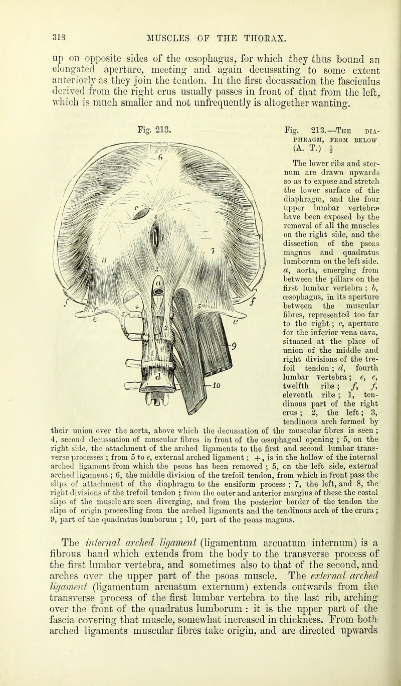 up on opposite sides of the oesophagus, for which they thus bound an elongated aperture, meeting and again decussating to some extent anteriorly as they join the tendon. In the first decussation the fasciculus derived from the right crus usually passes in front of that from the left, which is much smaller and not unfrequently is altogether wanting. The lower ribs and ster- num are drawn upwards so as to expose and stretch the lower surface of the diaphragm, and the four- upper lumbar vertebrae have been exposed by the removal of all the muscles on the right side, and the dissection of the psoas magnus and quadratus lumborum on the left side. a, aorta, emerging from between the pillars on the first lumbar vertebra ; b, oesophagus, in its aperture between the muscular fibres, represented too far to the right; c, aperture for the inferior vena cava, situated at the place of union of tlie middle and right divisions of the tre- foil tendon ; d, fourth lumbar vertebra; e, e, twelfth ribs; /, /, eleventh ribs ; 1, ten- dinous part of the right crus; 2, the left; 3, tendinous arch formed by their union over the aorta, above which the decussation of the muscular fibres is seen; 4, second decussation of muscular fibres in front of the oesophageal opening ; 5, on the right side, the attachment of the arched ligaments to the first and second lumbar trans- verse processes ; from 5 to e, external arched ligament; -f, is in the hollow of the internal arched ligament from which the psoas has been removed ; 5, on the left side, external arched ligament; 6, the middle division of the trefoil tendon, from which in front pass the slips of attachment of the diaphragm to the ensiform process ; 7, the left, and 8, the right divisions of the trefoil tendon ; from the outer and anterior margins of these the costal slips of the muscle are seen diverging, and from the posterior border of the tendon the slips of origin proceeding from the arched ligaments and the tendinous arch of the crura; 9, part of the quadratus lumborum ; 10, part of the psoas magnus. Fig. 213. Fig. 213.—The dia- phragm, FROM BELOW (A. T.) 1 The internal arched ligament (ligamentum arcuatum internum) is a fibrous band which extends from the body to the transverse process of the first lumbar vertebra, and sometimes also to that of the second, and arches over the upper part of the psoas muscle. The external arched ligament (ligamentum arcuatum externum) extends outwards from the transverse process of the first lumbar vertebra to the last rib, arching over the front of the quadratus lumborum : it is the upper part of the fascia covering that muscle, somewhat increased in thickness. From botli arched ligaments muscular fibres take origin, and are directed upwards