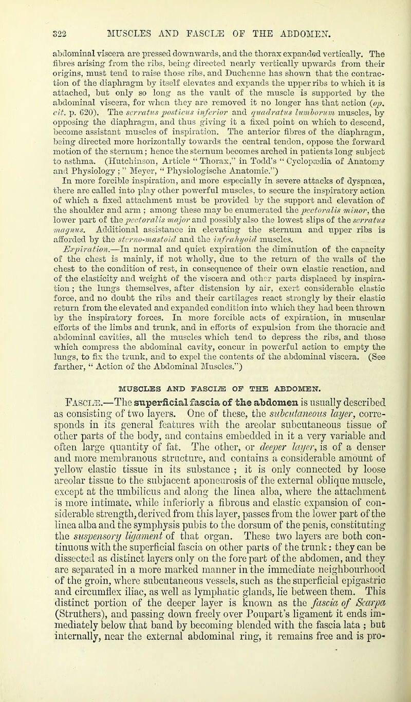 abdominal viscera are pressed downwards, and the thorax expanded vertically. The fibres arising- from the ribs, being directed nearly vertically upwards from their origins, must tend to raise those ribs, and Duchenne has shown that the contrac- tion of the diaphragm by itself elevates and expands the upper ribs to which it is attached, but only so long as the vault of the muscle is supported by the abdominal viscera, for when they are removed it no longer has that action (op. cit. p. 620). The scrratus posticus inferior and quadratus lumborum muscles, by opposing the diaphragm, and thus giving it a fixed point on which to descend, become assistant muscles of inspiration. The anterior fibres of the diaphragm, being directed more horizontally towards the central tendon, oppose the forward motion of the sternum; hence the sternum becomes arched in patients long subject to asthma. (Hutchinson, Article “ Thorax,” in Todd’s “ Cyclopaedia of Anatomy and Physiology ; ” Meyer, “ Physiologische Anatomic.”) In more forcible inspiration, and more especially in severe attacks of dyspnoea, there are called into play other powerful muscles, to secure the inspiratory action of which a fixed attachment must be provided by the support and elevation of the shoulder and arm ; among these maybe enumerated th e pectoralis minor, the lower part of the pectoralis major and possibly also the lowest slips of the scrratus magnus. Additional assistance in elevating the sternum and upper ribs is afforded by the starno-mastoicl and the infrahyoid muscles. Expiration.—In normal and quiet expiration the diminution of the capacity of the chest is mainly, if not wholly, due to the return of the walls of the chest to the condition of rest, in consequence of their own elastic reaction, and of the elasticity and weight of the viscera and other parts displaced by inspira- tion ; the lungs themselves, after distension by air, exert considerable elastic force, and no doubt the ribs and their cartilages react strongly by their elastic return from the elevated and expanded condition into which they had been thrown by the inspiratory forces. In more forcible acts of expiration, in muscular efforts of the limbs and trunk, and in efforts of expulsion from the thoracic and abdominal cavities, all the muscles which tend to depress the ribs, and those which compress the abdominal cavity, concur in powerful action to empty the lungs, to fix the trunk, and to expel the contents of the abdominal viscera. (See farther, Action of the Abdominal Muscles.”) MUSCLES AND FASCIiE OE THE ABDOMEN. Fascial—The superficial fascia of tlie abdomen is usually described as consisting of two layers. One of these, the subcutaneous layer, corre- sponds in its general features with the areolar subcutaneous tissue of other parts of the body, and contains embedded in it a very variable and often large quantity of fat. The other, or deeper layer, is of a denser and more membranous structure, and contains a considerable amount of yellow elastic tissue in its substance ; it is only connected by loose areolar tissue to the subjacent aponeurosis of the external oblique muscle, except at the umbilicus and along the linea alba, where the attachment is more intimate, while interiorly a fibrous and elastic expansion of con- siderable strength, derived from this layer, passes from the lower part of the linea alba and the symphysis pubis to the dorsum of the penis, constituting the suspensory ligament of that organ. These two layers are both con- tinuous with the superficial fascia on other parts of the trunk: they can be dissected as distinct layers only on the fore part of the abdomen, and they are separated in a more marked manner in the immediate neighbourhood of the groin, where subcutaneous vessels, such as the superficial epigastric and circumflex iliac, as well as lymphatic glands, lie between them. This distinct portion of the deeper layer is known as the fascia of Scarpa (Struthers), and passing down freely over Poupart’s ligament it ends im- mediately below that band by becoming blended with the fascia lata ; but internally, near the external abdominal ring, it remains free and is pro-