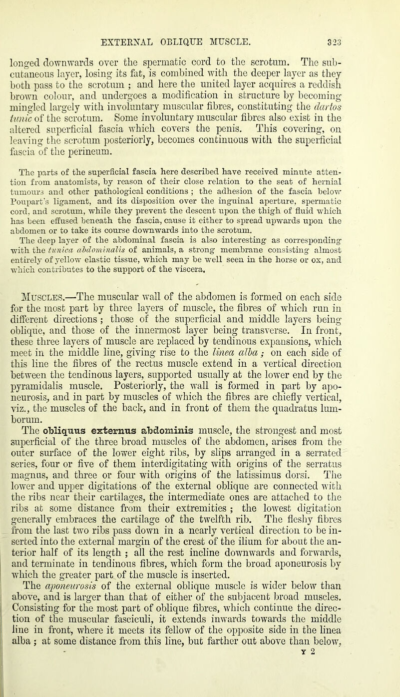 longed downwards over the spermatic cord to the scrotum. The sub- cutaneous layer, losing its fat, is combined with the deeper layer as they both pass to the scrotum ; and here the united layer acquires a reddish brown colour, and undergoes a modification in structure by becoming mingled largely with involuntary muscular fibres, constituting the dados tunic of the scrotum. Some involuntary muscular fibres also exist in the altered superficial fascia which covers the penis. This covering, on leaving the scrotum posteriorly, becomes continuous with the superficial fascia of the perineum. The parts of the superficial fascia here described have received minute atten- tion from anatomists, by reason of their close relation to the seat of hernial tumours and other pathological conditions ; the adhesion of the fascia below Poupart's ligament, and its disposition over the inguinal aperture, spermatic cord, and scrotum, while they prevent the descent upon the thigh of fluid which has been effused beneath the fascia, cause it either to spread upwards upon the abdomen or to take its course downwards into the scrotum. The deep layer of the abdominal fascia is also interesting as corresponding with the tunica abdominalis of animals, a strong membrane consisting almost entirely of yellow elastic tissue, which may be well seen in the horse or ox, and which contributes to the support of the viscera. Muscles.—The muscular wall of the abdomen is formed on each side for the most part by three layers of muscle, the fibres of which run in different directions ; those of the superficial and middle layers being oblique, and those of the innermost layer being transverse. In front, these three layers of muscle are replaced by tendinous expansions, which meet in the middle line, giving rise to the tinea alba; on each side of this line the fibres of the rectus muscle extend in a vertical direction between the tendinous layers, supported usually at the lower end by the pyramidalis muscle. Posteriorly, the wall is formed in part by apo- neurosis, and in part by muscles of which the fibres are chiefly vertical, viz., the muscles of the back, and in front of them the quadratus lum- borum. The obliquus externus abdominis muscle, the strongest and most superficial of the three broad muscles of the abdomen, arises from the outer surface of the lower eight ribs, by slips arranged in a serrated series, four or five of them interdigitating with origins of the serratus magnus, and three or four with origins of the latissimus dorsi. The lower and upper digitations of the external oblique are connected with the ribs near their cartilages, the intermediate ones are attached to the ribs at some distance from their extremities ; the lowest digitation generally embraces the cartilage of the twelfth rib. The fleshy fibres from the last two ribs pass down in a nearly vertical direction to be in- serted into the external margin of the crest of the ilium for about the an- terior half of its length ; all the rest incline downwards and forwards, and terminate in tendinous fibres, which form the broad aponeurosis by ■which the greater part of the muscle is inserted. The aponeurosis of the external oblique muscle is wider below than above, and is larger than that of either of the subjacent broad muscles. Consisting for the most part of oblique fibres, which continue the direc- tion of the muscular fasciculi, it extends inwards towards the middle line in front, where it meets its fellow of the opposite side in the linea alba ; at some distance from this line, but farther out above than below\ y 2