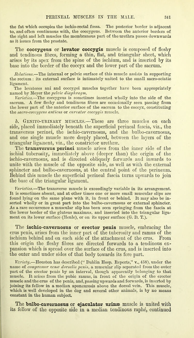 the fat which occupies the ischio-rectal fossa. The posterior border is adjacent to, and often continuous with, the coccygeus. Between the anterior borders of the right and left muscles the membranous part of the urethra passes downwards as it issues from the prostate. The coccygeus or levator coccygis muscle is composed of fleshy and tendinous fibres, forming a thin, flat, and triangular sheet, which arises by its apex from the spine of the ischium, and is inserted by its base into the border of the coccyx and the lower part of the sacrum. Relations.—The internal or pelvic surface of this muscle assists in supporting the rectum : its external surface is intimately united to the small sacro-sciatic ligament. The levatores ani and coccygei muscles together have been appropriately named by Meyer the pelvic diaphragm. Varieties.—The coccygeus is sometimes inserted wholly into the side of the sacrum. A few fleshy and tendinous fibres are occasionally seen passing from the lower part of the anterior surface of the sacrum to the coccyx, constituting the sacro-coccygeus anticus or curvator coccygis muscle. b. Gknito-urinary muscles.—These are three muscles on each side, placed immediately beneath the superficial perineal fascia, viz., the transversus perinei, the ischio-cavernosus, and the bulbo-cavernosus, and one single muscle more deeply placed, between the layers of the triangular ligament, viz., the constrictor urethrae. The transversus perinei muscle arises from the inner side of the ischial tuberosity, immediately above (deeper than) the origin of the ischio-cavernosus, and is directed obliquely forwards and inwards to unite with the muscle of the opposite side, as well as with the external sphincter and bulbo-cavernosus, at the central point of the perineum. Behind this muscle the superficial perineal fascia turns upwards to join the base of the triangular ligament. Varieties.—The transverse muscle is exceedingly variable in its arrangement. It is sometimes absent, and at other times one or more small muscular slips are found lying on the same plane with it, in front or behind. It may also be in- serted wholly or in great part into the bulbo-cavernosus or external sphincter. As a rare occurrence a muscular slip has been seen springing from the fascia at the lower border of the gluteus maximus, and inserted into the triangular liga- ment on its lower surface (Henle), or on its upper surface (G. D. T.). The ischio-cavernosus or erector penis muscle, embracing the crus penis, arises from the inner part of the tuberosity and ramus of the ischium behind and on each side of the attachment of the crus. From this origin the fleshy fibres are directed forwards to a tendinous ex- pansion which is spread over the surface of the crus, and is inserted into the outer and under sides of that body towards its fore part. Variety.—Houston has described (“ Dublin IIosp. Reports,” v., 458), under the name of compressor venal dorsalis penis, a muscular slip separated from the outer part of the erector penis by an interval, though apparently belonging to that muscle. It arises from the pubic ramus, in front of the origin of the erector muscle and the crus of the penis, and, passing upwards and forwards, is inserted by joining its fellow in a median aponeurosis above the dorsal vein. This muscle, which is well developed in the dog and several other animals, is by no means constant in the human subject. The bulbo-cavernosus or ejaculator urinse muscle is united with its fellow of the opposite side in a median tendinous raphe, continued