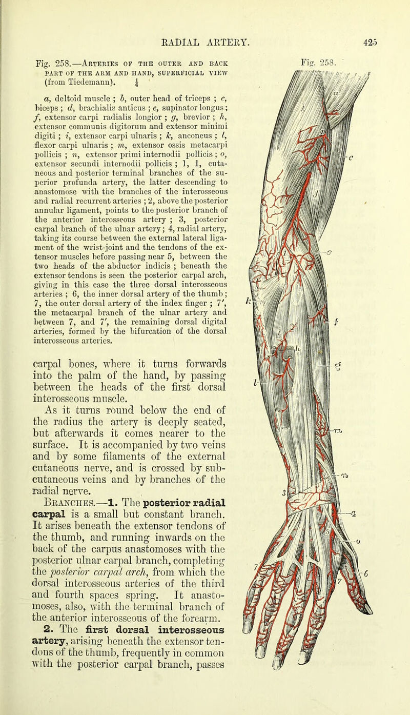 PART OF THE ARM AND HAND, SUPERFICIAL VIEW (from Tiedemanu). I a, deltoid muscle ; 5, outer head of triceps ; r, biceps ; d, bracliialis anticus ; e, supinator longus; f, extensor carpi radialis longior ; g, brevior ; k, extensor communis digitorum and extensor minimi digiti; i, extensor carpi ulnaris ; Jc, anconeus ; /, flexor carpi ulnaris ; m, extensor ossis metacarpi pollicis ; n, extensor primi internodii pollicis ; o, extensor secundi internodii pollicis ; 1, 1, cuta- neous and posterior terminal branches of the su- perior profunda artery, the latter descending to anastomose with the branches of the interosseous and radial recurrent arteries ; 2, above the posterior annular ligament, points to the posterior branch of the anterior interosseous artery ; 3, posterior carpal branch of the ulnar artery; 4, radial artery, taking its course between the external lateral liga- ment of the wrist-joint and the tendons of the ex- tensor muscles before passing near 5, between the two heads of the abductor indicis ; beneath the extensor tendons is seen the posterior carpal arch, giving in this case the three dorsal interosseous arteries ; 6, the inner dorsal artery of the thumb; 7, the outer dorsal artery of the index finger ; 7', the metacarpal branch of the ulnar artery and between 7, and 7', the remaining dorsal digital arteries, formed by the bifurcation of the dorsal interosseous arteries. carpal bones, where it turns forwards into the palm of the hand, by passing between the heads of the first dorsal interosseous muscle. As it turns round below the end of the radius the artery is deeply seated, but afterwards it comes nearer to the surface. It is accompanied by two veins and by some filaments of the external cutaneous nerve, and is crossed by sub- cutaneous veins and by branches of the radial nerve. Branches.—1. The posterior radial carpal is a small but constant branch. It arises beneath the extensor tendons of the thumb, and running inwards on the back of the carpus anastomoses with the posterior ulnar carpal branch, completing the posterior carpal arch, from which the dorsal interosseous arteries of the third and fourth spaces spring. It anasto- moses, also, with the terminal branch of the anterior interosseous of the forearm. 2. The first dorsal interosseous artery, arising beneath the extensor ten- dons of the thumb, frequently in common with the posterior carpal branch, passes