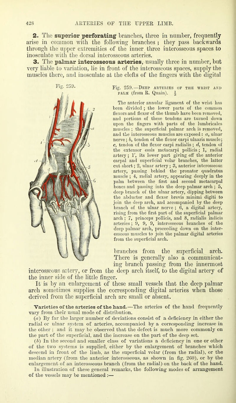 2. The superior perforating branches, three in number, frequently arise in common with the following branches ; they pass backwards through the upper extremities of the inner three interosseous spaces to inosculate with the dorsal interosseous arteries. 3. The palmar interosseous arteries, usually three in number, but very liable to variation, lie in front of the interosseous spaces, supply the muscles there, and inosculate at the clefts of the fingers with the digital Fig. 259.—Deep arteries of the wrist and palm (from R. Quain). J The anterior annular ligament of the wrist has been divided ; the lower parts of the common flexors and flexor of the thumb have been removed, and portions of these tendons are turned down upon the fingers with parts of the lumbricales muscles ; the superficial palmar arch is removed, and the interosseous muscles are exposed : a, ulnar nerve ; b, tendon of the flexor carpi ulnaris muscle; c, tendon of the flexor carpi radialis ; d, tendon of the extensor ossis metacarpi pollicis ; 1, radial artery; 1', its lower part giving off the anterior carpal and superficial volar branches, the latter cut short; 2, ulnar artery; 3, anterior interosseous artery, passing behind the pronator quadratus muscle ; 4, radial artery, appearing deeply in the palm between the first and second metacarpal bones and passing into the deep palmar arch ; 5, deep branch of the ulnar artery, dipping between the abductor and flexor brevis minimi digiti to join the deep arch, and accompanied by the deep branch of the ulnar nerve ; 6, a digital artery, rising from the first part of the superficial palmar arch ; 7, princeps pollicis, and 8, radialis indicis arteries; 9, 9, 9, interosseous branches of the deep palmar arch, proceeding down on the inter- osseous muscles to join the palmar digital arteries from the superficial arch. branches from the superficial arch. There is generally also a communicat- ing branch passing from the innermost interosseous artery, or from the deep arch itself, to the digital artery of the inner side of the little finger. It is by an enlargement of these small vessels that the deep palmar arch sometimes supplies the corresponding digital arteries when those derived from the superficial arch are small or absent. Varieties of the arteries of the hand.—The arteries of the hand frequently vary from their usual mode of distribution. (a) By far the larger number of deviations consist of a deficiency in either the radial or ulnar system of arteries, accompanied by a corresponding increase in the other ; and it may be observed that the defect is much more commonly on the part of the superficial, and the increase on the part of the deep set. (J) In the second and smaller class of variations a deficiency in one or other of the tw'o systems is supplied, either by the enlargement of branches which descend in front of the limb, as the superficial volar (from the radial), or the median artery (from the anterior interosseous, as shown in fig. 260), or by the enlargement of an interosseous branch (from the radial) on the back of the hand. In illustration of these general remarks, the following modes of arrangement of the vessels may be mentioned :—