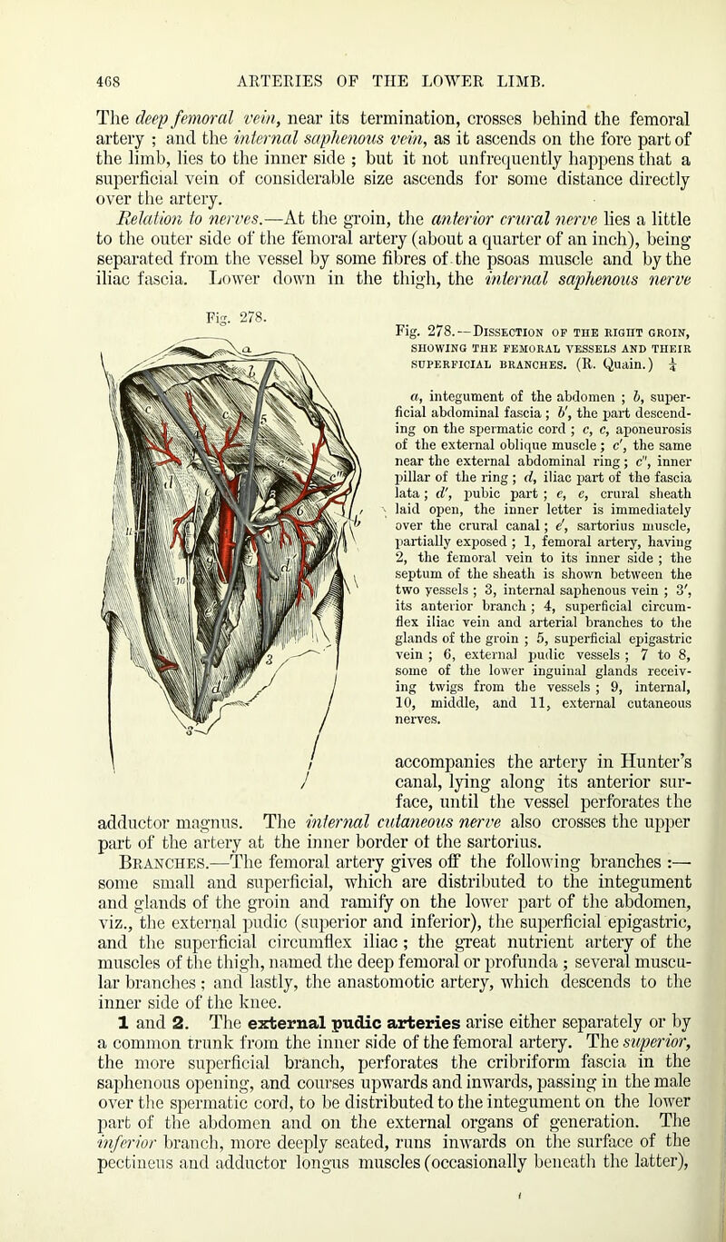 The deep femoral vein, near its termination, crosses behind the femoral artery ; and the internal saphenous vein, as it ascends on the fore part of the limb, lies to the inner side ; but it not unfrequently happens that a superficial vein of considerable size ascends for some distance directly over the artery. Relation to nerves.— At the groin, the anterior crural nerve lies a little to the outer side of the femoral artery (about a quarter of an inch), being separated from the vessel by some fibres of the psoas muscle and by the iliac fascia. Lower down in the thigh, the internal saphenous nerve Fig. 278.—Dissection of the right groin, SHOWING THE FEMORAL VESSELS AND THEIR superficial branches. (R. Quain.) J a, integument of the abdomen ; b, super- ficial abdominal fascia ; b', tbe part descend- ing on tbe spermatic cord ; c, c, aponeurosis of the external oblique muscle; c', the same near the external abdominal ring; c, inner pillar of the ring ; d, iliac part of the fascia lata; d', pubic part ; e, e, crural sheath laid open, the inner letter is immediately over the crural canal; e', sartorius muscle, partially exposed ; 1, femoral artery, having 2, the femoral vein to its inner side ; the septum of the sheath is shown between the two yessels ; 3, internal saphenous vein ; 3', its anterior branch ; 4, superficial circum- flex iliac vein and arterial branches to the glands of the groin ; 5, superficial epigastric vein ; 6, external pudic vessels ; 7 to 8, some of the lower inguinal glands receiv- ing twigs from the vessels ; 9, internal, 10, middle, and 11, external cutaneous nerves. accompanies the artery in Hunter’s canal, lying along its anterior sur- face, until the vessel perforates the adductor magnus. The internal culaneous nerve also crosses the upper part of the artery at the inner border of the sartorius. Branches.—The femoral artery gives off the following branches :— some small and superficial, which are distributed to the integument and glands of the groin and ramify on the lower part of the abdomen, viz., the external pudic (superior and inferior), the superficial epigastric, and the superficial circumflex iliac; the great nutrient artery of the muscles of the thigh, named the deep femoral or profunda ; several muscu- lar branches ; and lastly, the anastomotic artery, which descends to the inner side of the knee. 1 and 2. The external pudic arteries arise either separately or by a common trunk from the inner side of the femoral artery. The superior, the more superficial branch, perforates the cribriform fascia in the saphenous opening, and courses upwards and inwards, passing in the male over the spermatic cord, to be distributed to the integument on the lower part of the abdomen and on the external organs of generation. The inferior branch, more deeply seated, runs inwards on the surface of the pectineus and adductor longus muscles (occasionally beneath the latter),