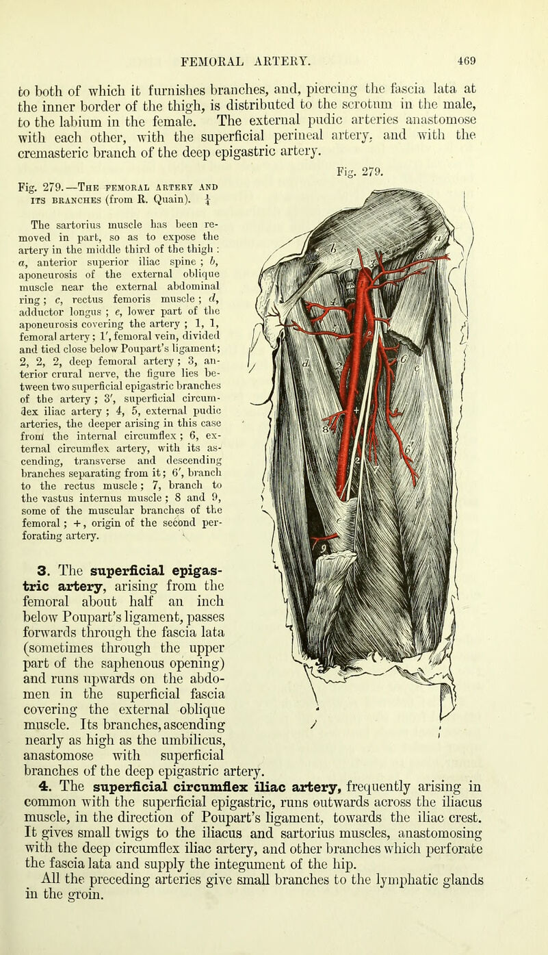 to both of which it furnishes branches, and, piercing the fascia lata at the inner border of the thigh, is distributed to the scrotum in the male, to the labium in the female. The external pudic arteries anastomose with each other, with the superficial perineal artery, and with the cremasteric branch of the deep epigastric artery. Fig. 279. Fig. 279.—The femoral artery and its branches (from R. Quain). \ The sartorius muscle has been re- moved in part, so as to expose the artery in the middle third of the thigh : a, anterior superior iliac spine ; b, aponeurosis of the external oblique muscle near the external abdominal ring; c, rectus femoris muscle ; d, adductor longus ; e, lower part of the aponeurosis covering the artery ; 1,1, femoral artery; 1', femoral vein, divided and tied close belowPoupart’s ligament; 2, 2, 2, deep femoral artery ; 3, an- terior crural nerve, the figure lies be- tween two superficial epigastric branches of the artery ; 3', superficial circum- flex iliac artery ; 4, 5, external pudic arteries, the deeper arising in this case from the internal circumflex; 6, ex- ternal circumflex artery, with its as- cending, transverse and descending branches separating from it; 6', branch to the rectus muscle; 7, branch to the vastus intemus muscle ; 8 and 9, some of the muscular branches of the femoral; +, origin of the second per- forating artery. 3. The superficial epigas- tric artery, arising from the femoral about half an inch below Poupart’s ligament, passes forwards through the fascia lata (sometimes through the upper part of the saphenous opening) and runs upwards on the abdo- men in the superficial fascia covering the external oblique muscle. Its branches, ascending nearly as high as the umbilicus, anastomose with superficial branches of the deep epigastric artery. 4. The superficial circumflex iliac artery, frequently arising in common with the superficial epigastric, runs outwards across the iliacus muscle, in the direction of Poupart’s ligament, towards the iliac crest. It gives small twigs to the iliacus and sartorius muscles, anastomosing with the deep circumflex iliac artery, and other branches which perforate the fascia lata and supply the integument of the hip. All the preceding arteries give small branches to the lymphatic glands in the groin.