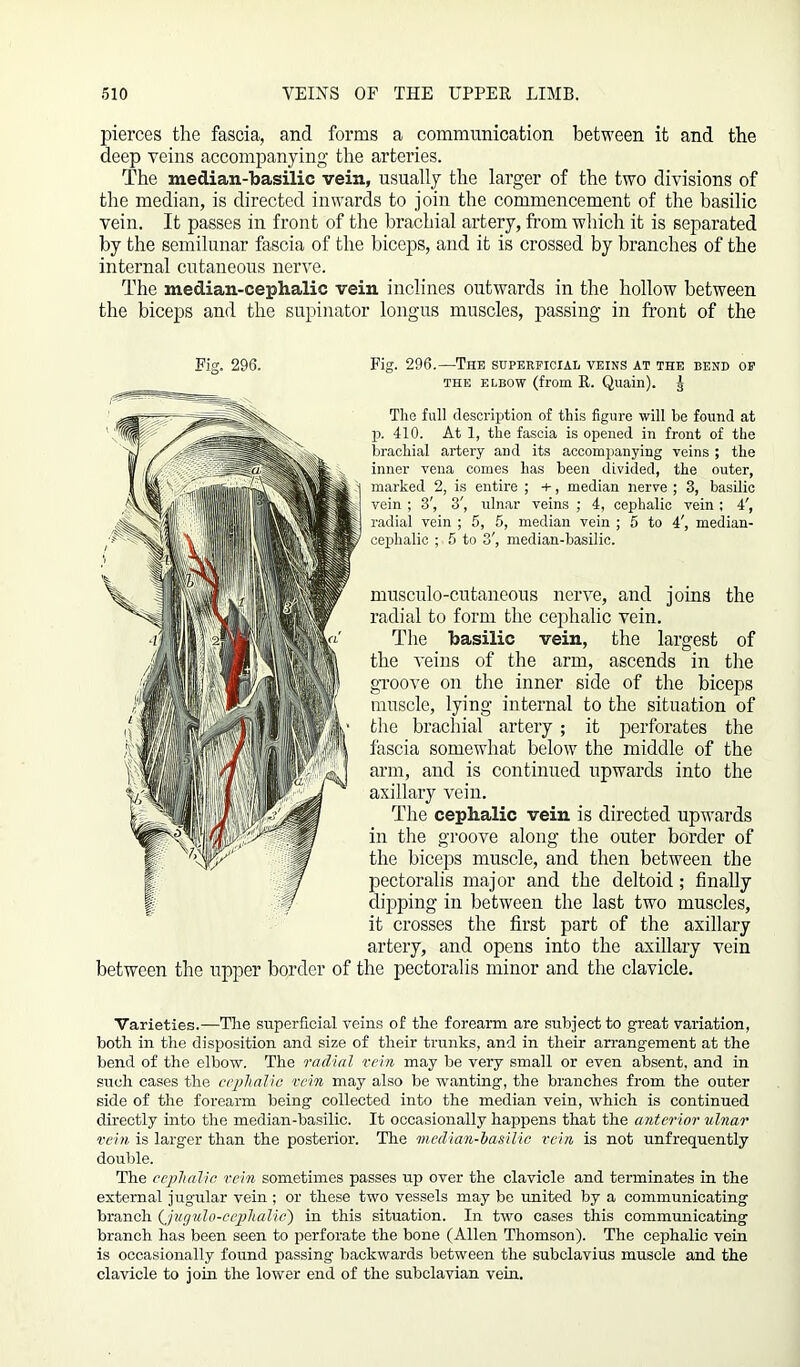 pierces the fascia, and forms a communication between it and the deep veins accompanying the arteries. The median-basilic vein, usually the larger of the two divisions of the median, is directed inwards to join the commencement of the basilic vein. It passes in front of the brachial artery, from which it is separated by the semilunar fascia of the biceps, and it is crossed by branches of the internal cutaneous nerve. The median-cephalic vein inclines outwards in the hollow between the biceps and the supinator longus muscles, passing in front of the the elbow (from R. Quain). y The full description of this figure will be found at p. 410. At 1, the fascia is opened in front of the brachial artery and its accompanying veins ; the inner vena comes has been divided, the outer, marked 2, is entire ; +, median nerve ; 3, basilic vein ; 3', 3', ulnar veins ; 4, cephalic vein; 4', radial vein ; 5, 5, median vein ; 5 to 4', median- cephalic ; 5 to 3', median-basilic. musculo-cutaneous nerve, and joins the radial to form the cephalic vein. The basilic vein, the largest of the veins of the arm, ascends in the groove on the inner side of the biceps muscle, lying internal to the situation of the brachial artery ; it perforates the fascia somewhat below the middle of the arm, and is continued upwards into the axillary vein. The cephalic vein is directed upwards in the groove along the outer border of the biceps muscle, and then between the pectoralis major and the deltoid; finally dipping in between the last two muscles, it crosses the first part of the axillary artery, and opens into the axillary vein between the upper border of the pectoralis minor and the clavicle. Varieties.—The superficial veins of the forearm are subject to great variation, both in the disposition and size of their trunks, and in their arrangement at the bend of the elbow. The radial vein may be very small or even absent, and in such cases the cephalic vein may also be wanting, the branches from the outer side of the forearm being collected into the median vein, which is continued directly into the median-basilic. It occasionally happens that the anterior ulnar vein is larger than the posterior. The median-basilic rein is not unfrequently double. The cephalic rein sometimes passes up over the clavicle and terminates in the external jugular vein ; or these two vessels may be united by a communicating branch (_jugulo-ceplialic) in this situation. In two cases this communicating branch has been seen to perforate the bone (Allen Thomson). The cephalic vein is occasionally found passing backwards between the subclavius muscle and the clavicle to join the lower end of the subclavian vein.