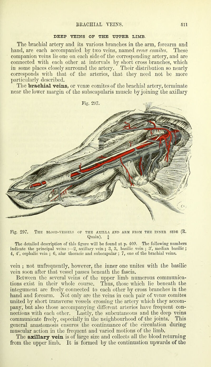 DEEP VEINS OF THE UPPER LIMB. The brachial artery and its various branches in the arm, forearm and hand, are each accompanied by two veins, named vence comites. These companion veins lie one on each side of the corresponding- artery, and are connected with each other at intervals by short cross branches, which in some places closely surround the artery. Their distribution so nearly corresponds with that of the arteries, that they need not be more particularly described. The brachial veins, or yen® comites of the brachial artery, terminate near the lower margin of the subscapularis muscle by joining the axillary Fig. 297. The blood-vessels of the axilla and arm from the inner side (R. Quain). J The detailed description of this figure will be found at p. 409. The following numbers indicate the principal veins :—2, axillary vein; 3, 3, basilic vein ; 3', median basilic ; 4, 4', cephalic vein ; 6, alar thoracic and subscapular ; 7, one of the brachial veins. vein ; not unfrequently, however, the inner one unites with the basilic vein soon after that vessel passes beneath the fascia. Between the several veins of the upper limb numerous communica- tions exist in their whole course. Thus, those which lie beneath the integument are freely connected to each other by cross branches in the hand and forearm. Not only are the veins in each pair of venae comites united by short transverse vessels crossing the artery which they accom- pany, but also those accompanying different arteries have frequent con- nections with each other. Lastly, the subcutaneous and the deep veins communicate freely, especially in the neighbourhood of the joints. This general anastomosis ensures the continuance of the circulation during muscular action in the frequent and varied motions of the limb. The axillary vein is of large size and collects all the blood returning from the upper limb. It is formed by the continuation upwards of the