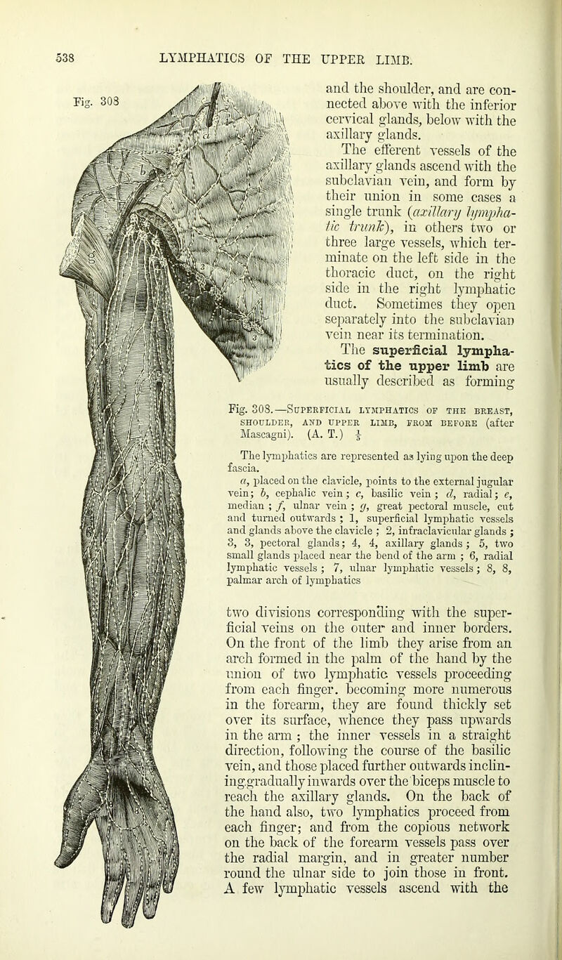 and the shoulder, and are con- nected above with the inferior cervical glands, below with the axillary glands. The efferent vessels of the axillary glands ascend with the subclavian vein, and form by their union in some cases a single trunk {axillary lympha- tic trunk), in others two or three large vessels, which ter- minate on the left side in the thoracic duct, on the right side in the right lymphatic duct. Sometimes they open separately into the subclavian vein near its termination. The superficial lympha- tics of the upper limb are usually described as forming Fig. 308.—Superficial lymphatics of the breast, SHOULDER, AND UPPER LIMB, FROM BEFORE (after Mascagni). (A. T.) A Tlie lymphatics are represented as lying upon the deep fascia. a, placed on the clavicle, points to the external jugular vein; i, cephalic vein; c, basilic vein; cl, radial; e, median ; /, ulnar vein ; rj, great pectoral muscle, cut and turned outwards ; 1, superficial lymphatic vessels and glands above the clavicle ; 2, infraclavieular glauds ; 3, 3, pectoral glands; 4, 4, axillary glands ; 5, two small glands placed near the bend of the arm ; 6, radial lymphatic vessels ; 7, ulnar lymphatic vessels; 8, 8, palmar arch of lymphatics two divisions corresponding with the super- ficial veins on the outer and inner borders. On the front of the limb they arise from an arch formed in the palm of the hand by the union of two lymphatic vessels proceeding from each finger, becoming more numerous in the forearm, they are found thickly set over its surface, whence they pass upwards in the arm ; the inner vessels in a straight direction, following the course of the basilic vein, and those placed further outwards inclin- inggradually inwards over the biceps muscle to reach the axillary glands. On the back of the hand also, two lymphatics proceed from each finger; and from the copious network on the back of the forearm vessels pass over the radial margin, and in greater number round the ulnar side to join those in front. A few lymphatic vessels ascend with the