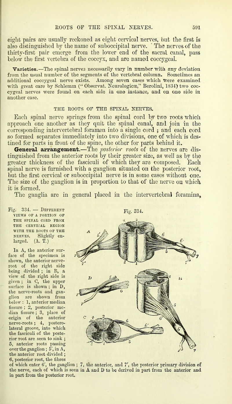 I eight pairs are usually reckoned as eight cervical nerves, but tire first is also distinguished by the name of suboccipital nerve. ' The nerves of the thirty-first pair emerge from the lower end of the sacral canal, pass below the first vertebra of the coccyx, and are named coccygeal. I Varieties.—The spinal nerves necessarily vary in number with any deviation from the usual number of the segments of the vertebral column. Sometimes an additional coccygeal nerve exists. Among seven cases which were examined with great care by Schlemm (“ Observat. Neurologic®,” Berolini, 1834) two coc- cygeal nerves were found on each side in one instance, and on one side in another case. THE ROOTS OF THE SPINAL NERVES. Each spinal nerve springs from the spinal cord by two roots which approach one another as they quit the spinal canal, and join in the corresponding intervertebral foramen into a single cord ; and each cord so formed separates immediately into two divisions, one of which is des- tined for parts in front of the spine, the other for parts behind it. General arrangement.—The posterior roots of the nerves are dis- tinguished from the anterior roots by their greater size, as well as by the greater thickness of the fasciculi of which they are composed. Each spinal nerve is furnished with a ganglion situated on the posterior root, but the first cervical or suboccipital nerve is in some cases without one. The size of the ganglion is in proportion to that of the nerve on which it is formed. The ganglia are in general placed in the intervertebral foramina. In A, the anterior sur- face of the specimen is shown, the anterior nerve- root of the right side being divided ; in B, a view of the right side is given ; in C, the upper surface is shown ; in D, the nerve-roots and gan- glion are shown from below : 1, anterior median fissure ; 2, posterior me- dian fissure ; 3, place of origin of the anterior nerve-roots; 4, postero- lateral groove, into which the fasciculi of the poste- rior root are seen to sink ; 5, anterior roots passing over the ganglion ; 5', in A, the anterior root divided ; 6, posterior root, the fibres of which enter 6', the ganglion ; 7, the anterior, and 7', the posterior primary division of the nerve, each of which is seen in A and D to be derived in part from the anterior and in part from the posterior root. Fig. 334. — Different VIEWS OF A PORTION OF THE SPINAL CORD FROM THE CERVICAL REGION WITH THE ROOTS OF THE nerves. Slightly en- larged. (A. T.) Fig. 334.