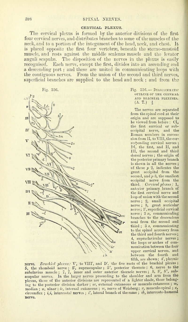 CERVICAL PLEXUS. The cervical plexus is formed by the anterior divisions of the first four cervical nerves, and distributes branches to some of the muscles of the neck, and to a portion of the integument of the head, neck, and chest. It is placed opposite the first four vertebrae, beneath the sterno-mastoid muscle, and rests against the middle scalenus muscle and the levator anguli scapulae. The disposition of the nerves in the plexus is easily recognised. Each nerve, except the first, divides into an ascending and a descending part; and these are united in communicating loops with the contiguous nerves. From the union of the second and third nerves, superficial branches are supplied to the head and neck ; and from the The nerves are separated from the spinal cord at their origin and are supposed to be viewed from before : Cl, the first cervical or sub- occipital nerve, and the lioinan numbers in succes- sion from II, to VIII, the cor- responding cervical nerves ; 1)1, the first, and II, and 111, the second and third dorsal nerves ; the origin of the posterior primary branch is shown in all the nerves ; of these p 2, indicates the great occipital from the second, and jo 3, the smallest occipital nerve from the third. Cervical plexus : 1, anterior primary branch of the first cervical nerve and loop of union with the second nerve ; 2, small occipital nerve ; 3, great auricular nerve; 3', superficial cervical nerve ; 3 n, communicating' branches to the descendens. noni from the second and. third ; 3 s, communicating to the spinal accessory from the third and fourth nerves; 4, supraclavicular nerves ; the loops or arches of com- munication between the four upper cervical nerves, and between the fourth and fifth, are shown; 4', phrenic nerve. Brachial plexus: V', to VIII', and D\ the five roots of the brachial plexus ; 5, the rhomboid nerve ; 5', suprascapular; 5, posterior thoracic ; 6, nerve to the subclavius muscle ; 7, 7, inner and outer anterior thoracic nerves ; 8, 8', 8'', sub- scapular nerves. In the larger nerves proceeding to the shoulder and arm from the plexus, those of the anterior divisions are represented of a lighter shade, those belong- ing to the posterior division darker ; ec, external cutaneous or musculo-cutaneous ; in, median ; u, ulnar ; ic, internal cutaneous ; w, nerve of Wrisberg; r, musculo-spiral ; c, circumflex ; i,i, intercostal nerves ; i', lateral branch of the same ; ih, intercosto-humeral nerve. Fig. 336. Fig. 336.— Diagrammatic OUTLIXE OF THE CERVICAL AND BRACHIAL PLEXUSES. (A. T.) I