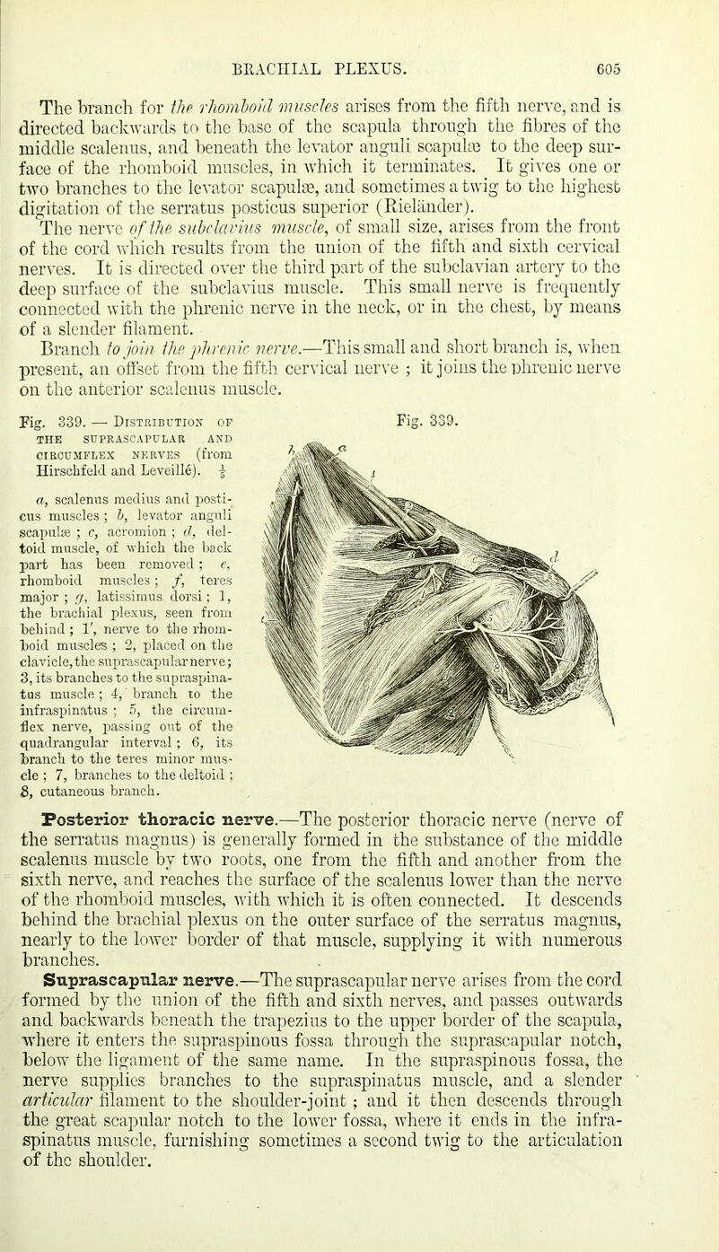 The branch for the rhomboid muscles arises from the fifth nerve, and is directed backwards to the base of the scapula through the fibres of the middle scalenus, and beneath the levator anguli scapulae to the deep sur- face of the rhomboid muscles, in which it terminates. It gives one or two branches to the levator scapulae, and sometimes a twig to the highest digitation of the serratus posticus superior (Rielander). The nerve of the subelavius muscle, of small size, arises from the front of the cord which results from the union of the fifth and sixth cervical nerves. It is directed over the third part of the subclavian artery to the deep surface of the subelavius muscle. This small nerve is frequently connected with the phrenic nerve in the neck, or in the chest, by means of a slender filament. Branch to join the phrenic nerve.—This small and short branch is, when present, an offset from the fifth cervical nerve ; it joins the phrenic nerve on the anterior scalenus muscle. Fig. 339. —• Distribution of THE SUPRASCAPULAR AND CIRCUMFLEX NERVES (from Hirschfekl and Leveille). A a, scalenus medius and posti- cus muscles ; b, levator anguli scapulae ; c, acromion ; d, del- toid muscle, of which the back part has been removed; c, rhomboid muscles; f, teres major ; y, latissimus dorsi; 1, the brachial plexus, seen from behind ; 1', nerve to the rhom- boid muscles ; 2, placed on the clavicle, the suprascapular nerve; 3, its branches to the supraspina- tus muscle ; 4, branch to the infraspinatus ; 5, the circum- flex nerve, passing out of the quadrangular interval; 6, its branch to the teres minor mus- cle ; 7, branches to the deltoid ; 8, cutaneous branch. Posterior thoracic nerve.—The posterior thoracic nerve (nerve of the serratus magnus) is generally formed in the substance of the middle scalenus muscle by two roots, one from the fifth and another from the sixth nerve, and reaches the surface of the scalenus lower than the nerve of the rhomboid muscles, with which it is often connected. It descends behind the brachial plexus on the outer surface of the serratus magnus, nearly to the lower border of that muscle, supplying it with numerous branches. Suprascapular nerve.—The suprascapular nerve arises from the cord formed by the union of the fifth and sixth nerves, and passes outwards and backwards beneath the trapezius to the upper border of the scapula, where it enters the supraspinous fossa through the suprascapular notch, below the ligament of the same name. In the supraspinous fossa, the nerve supplies branches to the supraspinatus muscle, and a slender articular filament to the shoulder-joint ; and it then descends through the great scapular notch to the lower fossa, where it ends in the infra- spinatus muscle, furnishing sometimes a second twig to the articulation of the shoulder. Fig. 339.