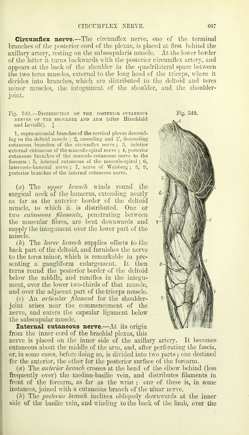 Circumflex nerve.—The circumflex nerve, one of the terminal branches of the posterior cord of the plexus, is placed at first behind the axillary artery, resting- on the subsoapularis muscle. At the lower border of the latter it turns backwards with the posterior circumflex artery, and appears at the back of the shoulder in the quadrilateral space between the two teres muscles, external to the long head of the triceps, where it divides into branches, which are distributed to the deltoid and teres minor muscles, the integument of the shoulder, and the shoulder- joint. Fig. 340.—Distribution of the posterior cutaneous nerves of the shoulder and arm (after Ilirschfeld and Leveille). § 1, supra-acromial branches of the cervical plexus descend- ing on the deltoid muscle ; 2, ascending and 2', descending cutaneous branches of the circumflex nerve ; 3, inferior external cutaneous of the musculo-spiral nerve ; 4, posterior cutaneous branches of the musculo-cutaneous nerve to the forearm ; 5, internal cutaneous of the musculo-spiral ; 6, intercosto-humeral nerve ; 7, nerve of Wrisberg; 8, 9, posterior branches of the internal cutaneous nerve. (a) The upper branch winds round the surgical neck of the humerus, extending nearly as far as the anterior border of the deltoid muscle, to which it is distributed. One or two cutaneous filaments, penetrating, between the muscular fibres, are bent downwards and supply the integument over the lower part of the muscle. (b) The lower branch supplies offsets to the back part of the deltoid, and furnishes the nerve to the teres minor, which is remarkable in pre- senting a gangliform enlargement. It then turns round the posterior border of the deltoid below the middle, and ramifies in the integu- ment, over the lower two-thirds of that muscle, and over the adjacent part of the triceps muscle. (c) An articular filament for the shoulder- joint arises near the commencement of the nerve, and enters the capsular ligament below- the subscapular muscle. Internal cutaneous nerve.—At its origin from the inner cord of the brachial plexus, this nerve is placed on the inner side of the axillary artery. It becomes cutaneous about the middle of the arm, and, after perforating the fascia, or, in some cases, before doing so, is divided into two parts ; one destined for the anterior, the other for the posterior surface of the forearm. (a) The anterior branch crosses at the bend of the elbow behind (less frequently over) the median-basilic vein, and distributes filaments in front of the forearm, as far as the wrist; one of these is, in some instances, joined with a cutaneous branch of the ulnar nerve. (b) The posterior branch inclines obliquely downwards at the inner side of the basilic vein, and winding to the back of the limb, over the