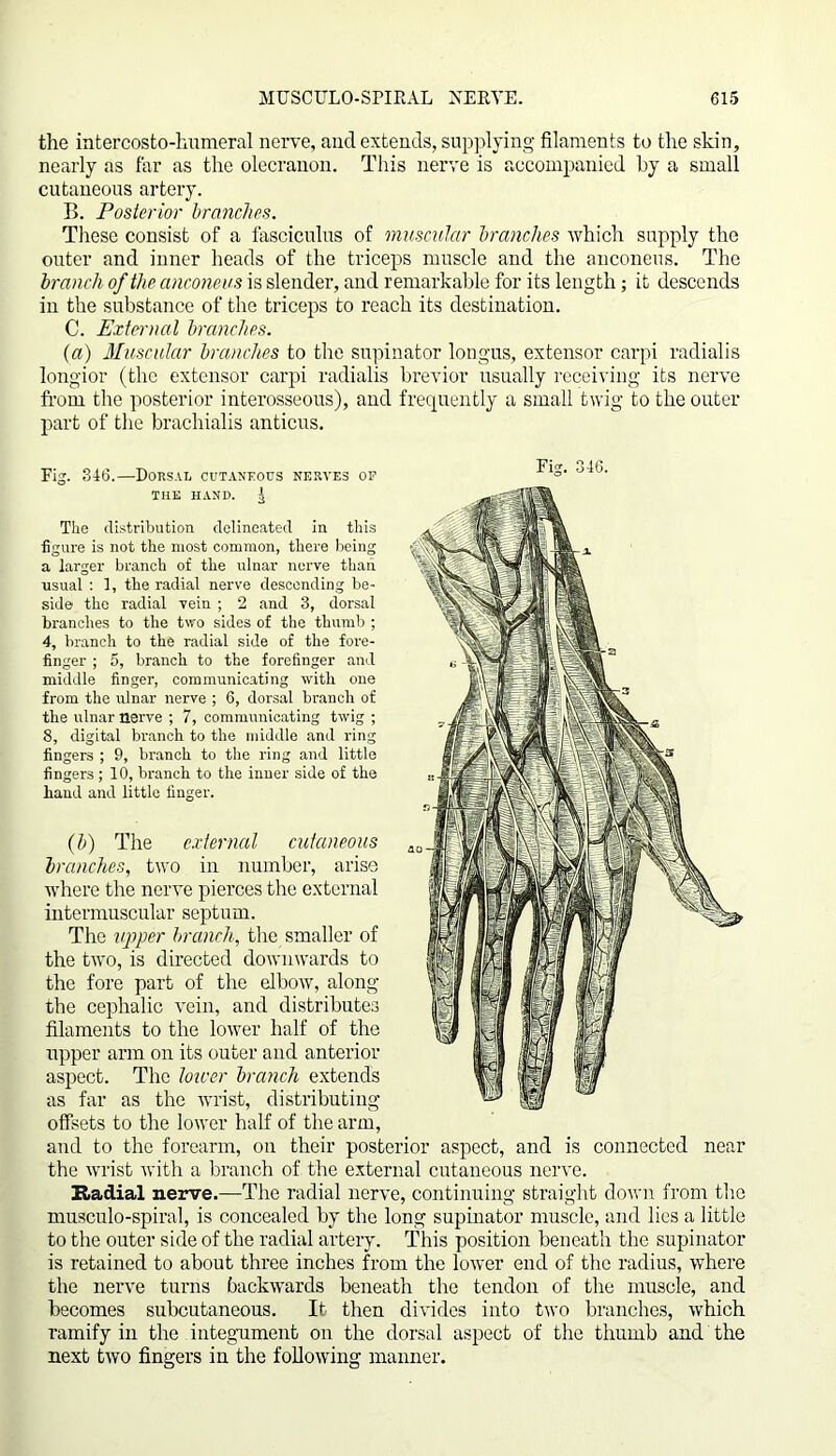 the intercosto-humeral nerve, and extends, supplying filaments to the skin, nearly as far as the olecranon. This nerve is accompanied by a small cutaneous artery. B. Posterior branches. These consist of a fasciculus of muscular branches which supply the outer and inner heads of the triceps muscle and the anconeus. The branch of the anconeus is slender, and remarkable for its length; it descends in the substance of the triceps to reach its destination. C. External branches. (a) Muscular branches to the supinator longus, extensor carpi radialis longior (the extensor carpi radialis brevior usually receiving its nerve from the posterior interosseous), and frequently a small twig to the outer part of the brachialis anticus. Fig. 346.—Dorsal cutaneous nerves of THE HAND. ^ The distribution delineated in this figure is not the most common, there being a larger branch of the ulnar nerve than usual : 1, the radial nerve descending be- side the radial vein ; 2 and 3, dorsal branches to the two sides of the thumb ; 4, branch to the radial side of the fore- finger ; 5, branch to the forefinger and middle finger, communicating with oue from the ulnar nerve ; 6, dorsal branch of the ulnar nerve ; 7, communicating twig ; 8, digital branch to the middle and ring fingers ; 9, branch to the ring and little fingers ; 10, branch to the inner side of the hand and little finger. (b) The external cutaneous branches, two in number, arise where the nerve pierces the external intermuscular septum. The upper branch, the smaller of the two, is directed downwards to the fore part of the elbow, along the cephalic vein, and distributes filaments to the lower half of the upper arm on its outer and anterior aspect. The lower branch extends as far as the wrist, distributing offsets to the lower half of the arm, and to the forearm, on their posterior aspect, and is connected near the wrist with a branch of the external cutaneous nerve. Radial nerve.—The radial nerve, continuing straight down from the musculo-spiral, is concealed by the long supinator muscle, and lies a little to the outer side of the radial artery. This position beneath the supinator is retained to about three inches from the lower end of the radius, where the nerve turns backwards beneath the tendon of the muscle, and becomes subcutaneous. It then divides into two branches, which ramify in the integument on the dorsal aspect of the thumb and the next two fingers in the following manner.