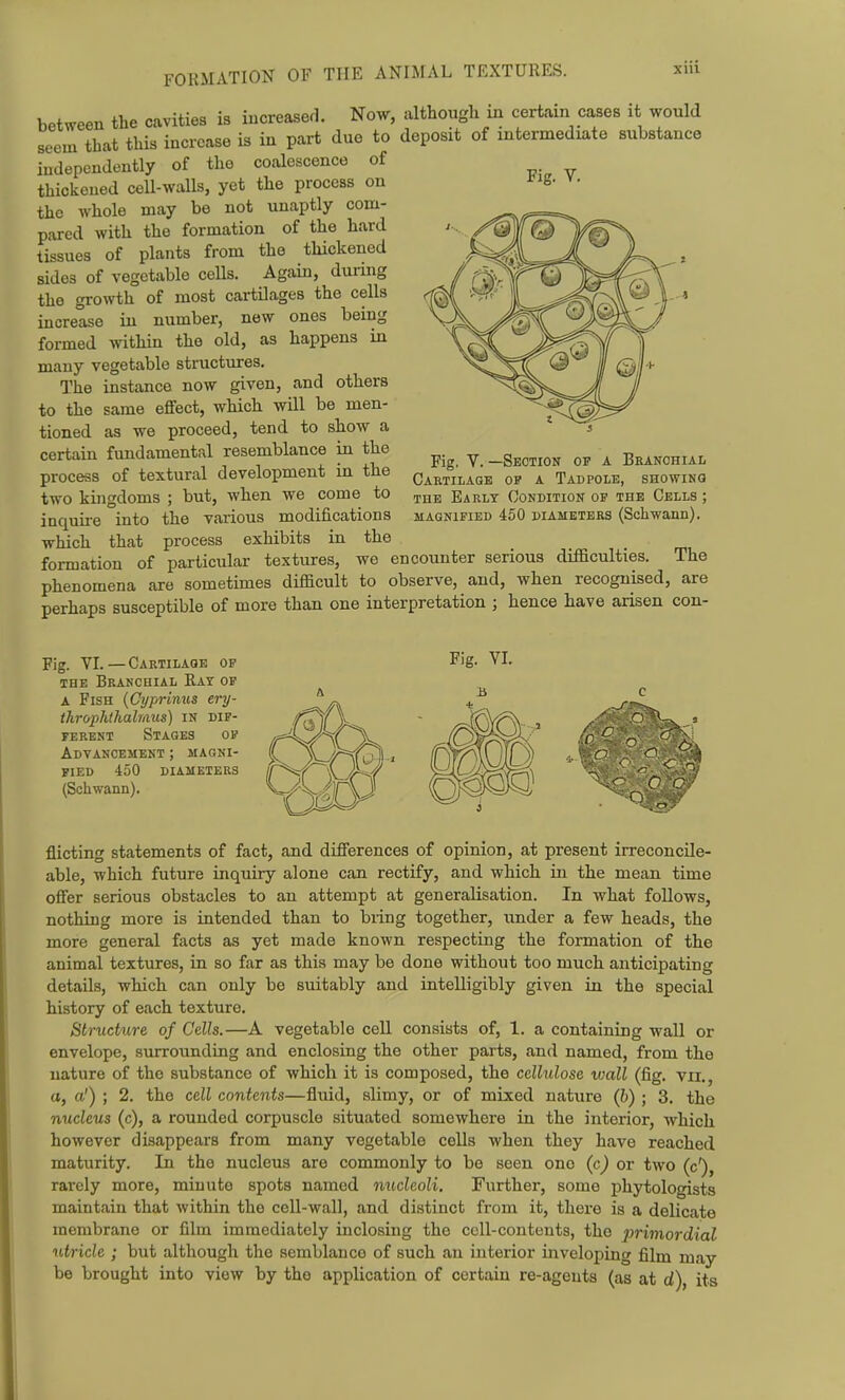 FOKMATION OF THE ANIMAL TEXTURES. Fig. V. between the cavities is increased. Now, although in certain cases it would seem that this increase is in part duo to deposit of intermediate substance independently of the coalescence of thickened cell-walls, yet the process on the whole may be not unaptly com- pared with the formation of the hard tissues of plants from the thickened sides of vegetable cells. Again, during the growth of most cartilages the cells increase in number, new ones being formed within the old, as happens in many vegetable structures. The instance now given, and others to the same effect, which will be men- tioned as we proceed, tend to show a certain fundamental resemblance in the process of textural development in the two kingdoms ; but, when we come to inquire into the various modifications which that process exhibits in the formation of particular textures, we encounter serious difficulties. The phenomena are sometimes difficult to observe, and, when recognised, are perhaps susceptible of more than one interpretation ; hence have arisen con- Fig. V. —Section op a Branchial Cartilage op a Tadpole, showing THE Early Condition of the Cells ; MAGNIFIED 450 DIAMETERS (Schwann). Fig. VI. — Cartilage op THE Branchial Rat op A Fish {Cyprinus ery- throphihalmus) in dif- ferent Stages of Advancement ; magni- fied 450 DIAMETERS (Schwann). flicting statements of fact, and differences of opinion, at present irreconcUe- able, which future inquiry alone can rectify, and which in the mean time offer serious obstacles to an attempt at generalisation. In what follows, nothing more is intended than to bring together, under a few heads, the more general facts as yet made known respecting the formation of the animal textures, in so far as this may be done without too much anticipating details, which can only be suitably and intelligibly given in the special history of each texture. Stnichire of Cells.—A vegetable cell consists of, 1. a containing wall or envelope, surrounding and enclosing the other parts, and named, from the nature of the substance of which it is composed, the cellulose vjall (fig. vii., o, a') ; 2. the cell contents—fluid, slimy, or of mixed nature (b) ; 3. the nucleus (c), a rounded corpuscle situated somewhere in the interior, which however disappears from many vegetable cells when they have reached maturity. In the nucleus are commonly to be seen one (c) or two (c*), rarely more, minute spots named oiucleoli. Further, some phytologists maintain that within the cell-wall, and distinct from it, there is a delicate membrane or film immediately inclosing the cell-contents, the primordial utricle ; but although the semblance of such an interior inveloping film may be brought into view by the application of certain re-ageuts (as at d), its