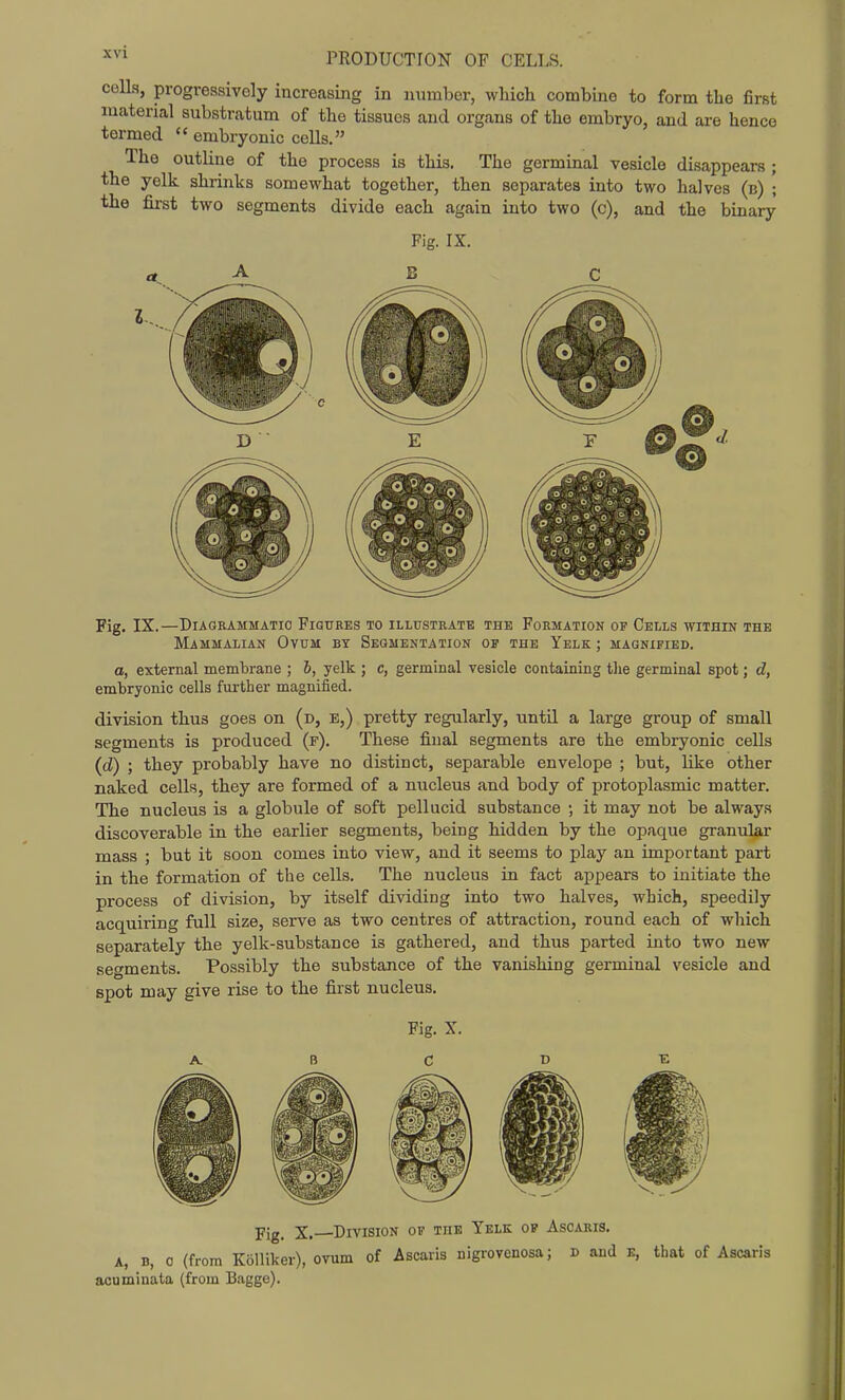 coUa, progressively increasing in number, which combine to form the first material substratum of the tissues and organs of the embryo, and are hence termed  embryonic cells. The outline of the process is this. The germinal vesicle disappears ; the yelk shrinks somewhat together, then separates into two halves (b) ; the first two segments divide each again into two (c), and the binary Pig. IX. Fig. IX.—Diagrammatic Figures to illustrate the Formation op Cells within the Mammalian Ovum by Segmentation of the Yelk ; magnified. a, external membrane ; b, yelk ; c, germinal vesicle containing tlie germinal spot; d, embryonic cells further magnified. division thus goes on (d, e,) pretty regularly, until a large group of small segments is produced (f). These final segments are the embryonic cells (d) ; they probably have no distinct, separable envelope ; but, like other naked cells, they are formed of a nucleus and body of protoplasmic matter. The nucleus is a globule of soft pellucid substance •, it may not be always discoverable in the earlier segments, being hidden by the opaque granular mass ; but it soon comes into view, and it seems to play an important part in the formation of the cells. The nucleus in fact appears to initiate the process of division, by itself dividing into two halves, which, speedily acquiring full size, serve as two centres of attraction, round each of which separately the yelk-substance is gathered, and thus parted into two new segments. Possibly the substance of the vanishing germinal vesicle and spot may give rise to the first nucleus. Fig. X. A. B C D Pig^ X. Division of the Yelk op Ascaris. A, B, 0 (from Kolliker), ovum of Ascaris nigrovenosa; d and e, that of Ascaris acuminata (from Bagge).