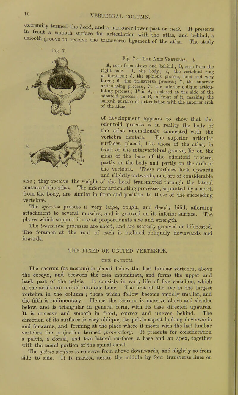 extremity termed the head, and a narrower lower part or neck. It presents ui iront a smootli surface for articulation with the atlas, and behind, a smootn groove to receive the transverse Ugament of the atlas. The study ' Fig. 7. Fig. 7.—The Axis Vertebra, i A, seen from above and behind ; B, seen from the right side. 1, the body; 4, the vertebral ring or foramen ; 5, the spinous process, bifid and very large ; 6, the transverse process; 7, the superior articulating process; 7', the inferior oblique articu- lating process ; 1* in A, is placed at the side of the odontoid process; in B, in front of it, marking the smooth surface of articulation with the anterior arch of the atlas. of development appears to show that the odontoid process is in reality the body of the atlas anomalously connected with the vertebra dentata. The superior articular surfaces, placed, like those of the atlas, in front of the intervertebral groove, lie on the sides of the base of the odontoid process, partly on the body and partly on the arch of the vertebra. These surfaces look upwards and slightly outwards, and are of considerable size ; they receive the weight of the head transmitted through the lateral masses of the atlas. The inferior articulating processes, separated by a notch from the body, are similar in form and position to those of the succeeding vertebrse. The spinous process is very large, rough, and deeply bifid, affording attachment to several muscles, and is grooved on its inferior surface. The plates which support it are of proportionate size and strength. The transverse jjrocesses are short, and are scarcely grooved or bifurcated. The foramen at the root of each is inclined obhquely downwards and inwards. THE FIXED OR UNITED VERTEBEiE. THE SACRUM. The sacrum (os sacrum) is placed below the last lumbar vertebra, above the coccyx, and between the ossa innominata, and forms the upper and back part of the pelvis. It consists in early life of five vertebrae, which in the adult are united into one bone. The first of the five is the largest vertebra in the column ; those which foUow become rapidly smaller, and the fifth is rudimentary. Hence the sacmm is massive above and slender below, and is triangular in general form, with its base directed upwards. It is concave and smooth in front, convex and uneven behind. The direction of its surfaces is very obHque, its pelvic aspect looking downwards and forwards, and forming at the place where it meets with the last lumbar vertebra the projection termed promontory. It presents for consideration a pelvic, a dorsal, and two lateral surfaces, a base and an apex, together with the sacral portion of the spinal canal. The pelvic surface is concave from above downwards, and slightly so from side to side. It is marked across the middle by four transverse lines or