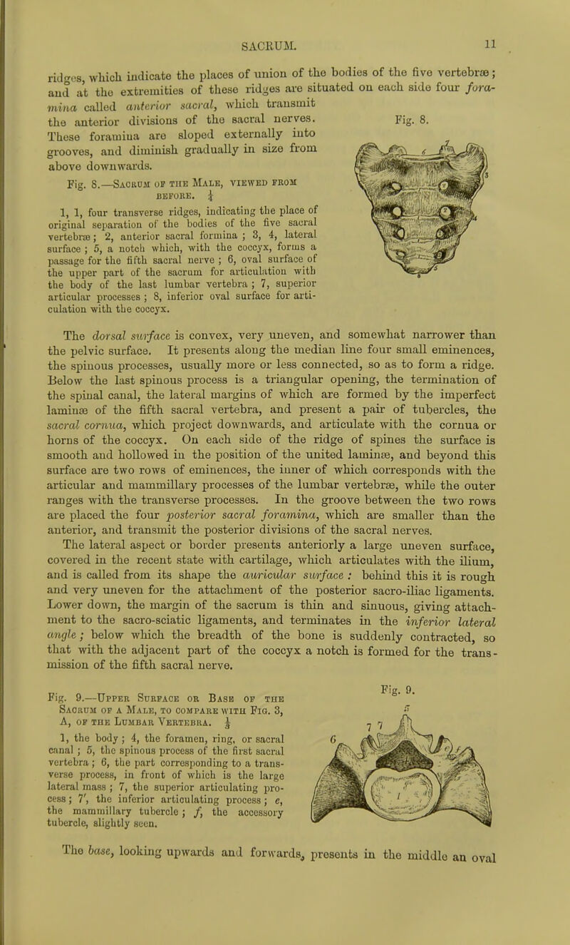SACRUM. ridtres, which indicate the places of union of the bodies of the five vertebrae; and at the extremities of these ridges are situated on each side four fora- mina called anterior sacral, which transmit the anterior divisions of the sacral nerves. Fig. 8. These foramina are sloped externally into grooves, and diminish gradually in size from above downwards. Fig. 8.—Saorom of the Male, viewed from BEFOllE. ^ 1, 1, four transverse ridges, indicating the place of original separation of the bodies of the five sacral vertebra; 2, anterior sacral fonnina ; 3, 4, lateral surface ; 5, a notch which, with the coccyx, forms a passage for the fifth sacral nerve ; 6, oval surface of the upper part of the sacrum for articulation with the body of the last lumbar vertebra ; 7, superior articular processes ; 8, inferior oval surface for arti- culation with the coccyx. The dorsal surface is convex, very uneven, and somewhat narrower than the pelvic surface. It presents along the median line four small eminences, the spinous processes, usually more or less connected, so as to form a ridge. Below the last spinous process is a triangular opening, the termination of the spinal canal, the lateral margins of which are formed by the imperfect laminae of the fifth sacral vertebra, and present a pair of tubercles, the sacral cornua, which project downwards, and articulate with the cornua or horns of the coccyx. On each side of the ridge of spines the sui'face is smooth and hollowed in the position of the united laminae, and beyond this surface are two rows of eminences, the inner of which corresponds with the articular and mammillary processes of the lumbar vertebrae, while the outer ranges with the transverse processes. In the groove between the two rows are placed the four posterior sacral foramina, which are smaller than the anterior, and transmit the posterior divisions of the sacral nerves. The lateral aspect or border presents anteriorly a large uneven surface, covered in the recent state with cartilage, which articulates with the ilium, and is called from its shape the auricular surface : behind this it is rough and very uneven for the attachment of the posterior sacro-iliac ligaments. Lower down, the margin of the sacrum is thin and sinuous, giving attach- ment to the sacro-sciatic ligaments, and tei'minates in the inferior lateral angle; below which the breadth of the bone is suddenly contracted, so that with the adjacent part of the coccyx a notch is formed for the trans- mission of the fifth sacral nerve. Fig. 9.—Upper Surface or Bash of the Sacrum of a Male, to compare with Fig. 3, A, of the Lumbar Vertebra, g 1, the body ; 4, the foramen, ring, or sacral canal ; 5, the spinous process of the first sacral vertebra ; 6, the part corresponding to a ti-ans- verse process, in front of which is the large lateral mass ; 7, the superior articulating pro- cess; 7', the inferior articulating process; c, the mammillary tubercle; /, the accessory tubercle, slightly seen. The base, looking upwards and forwards, presents in the middl Fig. 9.
