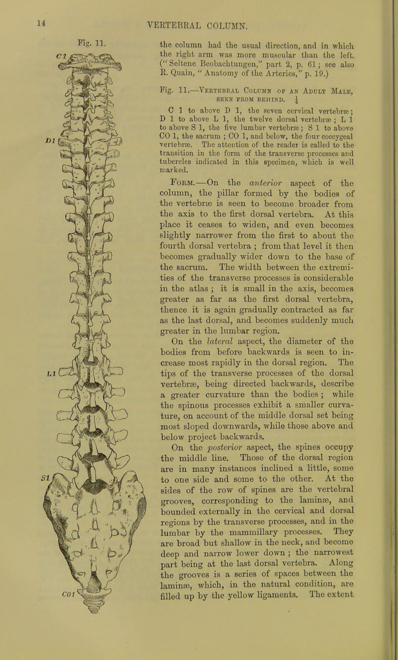 the column had the usual direction, and in which the riglit arm was more muscular than the left. ( Seltene Beobachtungen, part 2, p. 61; see also R. Quain,  Anatomy of the Arteries, p. 19.) Fig. 11.—Vertkbrai, Column of an Advlt Male, SEEN PROM BEHIND. \ 0 1 to above D 1, the seven cervical vertebrae; D 1 to above L 1, the twelve dorsal vertebrse ; L 1 to above S 1, the five lumbar vertebras; S 1 to above CO 1, the sacrum ; CO 1, and below, the four coccygeal vertebras. The attention of the reader is called to the transition in the form of the transverse processes and tubercles indicated in this specimen, which is well marked. Form.—On the anterior aspect of the column, the pillar formed by the bodies of the vertebrfB is seen to become broader from the axis to the first dorsal vertebra. At this place it ceases to widen, and even becomes slightly narrower from the first to about the fourth dorsal vertebra ; from that level it then becomes gradually wider down to the base of the sacrum. The width between the extremi- ties of the transverse processes is considerable in the atlas ; it is small in the axis, becomes greater as far as the first dorsal vertebra, thence it is again gradually contracted as far as the last dorsal, and becomes suddenly much greater in the lumbar region. On the lateral aspect, the diameter of the bodies from before backwards is seen to in- crease most rapidly in the dorsal region. The tips of the transverse processes of the dorsal vertebrse, being directed backwards, describe a greater curvature than the bodies ; while the spinous processes exhibit a smaller curva- ture, on account of the middle dorsal set being most sloped downwards, while those above and below project backwards. On the j^osterior aspect, the spines occupy the middle line. Those of the dorsal region are in many instances inclined a little, some to one side and some to the other. At the sides of the row of spines are the vertebral grooves, corresponding to the laminfe, and bounded externally in the cervical and dorsal regions by the transverse processes, and in the lumbar by the mammillary processes. They are broad but shallow in the neck, and become deep and narrow lower down ; the narrowest part being at the last dorsal vertebra. Along the grooves is a series of spaces between the laminiB, which, in the natural condition, are filled up by the yellow ligaments. The extent
