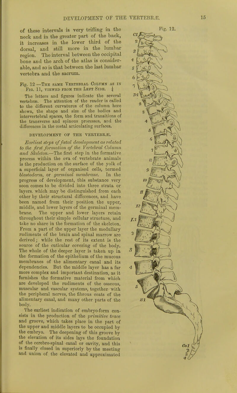 neck and in the greater part of the back, it increases in the lower third of the dorsal, and still more in the Inmbar region. The interval between the occipital bone and the arch of the atlas is consider- able, and so is that between the last lumbar vertebra and the sacrum. Fig. 12 —The same Vertebral Column as in Tlie letters and figures indicate the several vertebrse. The attention of the reader is called to the different curvatures of the column here shown, the shape and size of the bodies and intervertebral spaces, the form and transitions of the transverse and spinous processes, and the dififerences in the costal articulating surfaces. DEVELOPMENT OF THE VERTEBRiE. Earliest steps of foetal development as related to tlie first formation of the Vertebral Column and Skeleton.—The first step in the formative process within the ova of vertebrate animals is the production on the surface of the yolk of a superficial layer of organised cells, termed Uastodei~m, or germinal membrane. In the progress of development, this substance very soon comes to be divided into three strata or layers, which may be distinguished from each other by their structural differences, and have been named from their position the upper, middle, and lower layers of the germinal mem- brane. The upper and lower layers retain throughout their simple cellular structure, and take no share in the formation of the skeleton. From a part of the upper layer the medullary rudiments of the brain and spinal marrow are derived; while the rest of its extent is the source of the cuticular covering of the body. The whole of the deeper layer is taken up in the formation of the epithelium of the mucous membranes of the alimentary canal and its dependencies. But the middle layer has a far more complex and important destination, as it furnishes the formative material from which are developed the rudiments of the osseous, muscular and vascular systems, together with the peripheral nerves, the fibrous coats of the alimentary canal, and many other parts of the body. 'I'he earliest indication of embryo-form con- sists in the production of the primitive trace and groove, which takes place in the part of the upper and middle layers to be occupied by the embryo. The deepening of this groove by the elevation of its sides lays the foundation of the cerebro spinal canal or cavity, and this is finally closed in superiorly by the meeting and union of the elevated and approximated