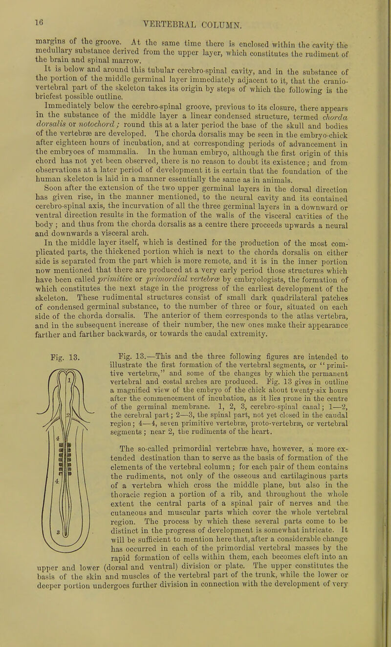 margins of the groove. At the same time there is enclosed within the cavity the medullary substance derived from the upper layer, which constitutes the rudiment of the brain and spinal marrow. It is below and around this tubular cerebro-spinal cavity, and in the sub.stance of the portion of the middle germinal layer immediately adjacent to it, that the cranio- vertebral part of the skeleton takes its origin by steps of which the following is the briefest possible outline. Immediately below the cerebro-spinal groove, previous to its closure, there appears in the substance of the middle layer a linear condensed structure, termed chorda dorsalis or notochord; round this at a later period the base of the skull and bodies of the vertebrce are developed. The chorda dorsalis may be eecn in the embryo-chick after eighteen hours of incubation, and at corresponding periods of advancement in the embryoes of mammalia. In the human embryo, although the first origin of this chord has not yet been observed, there is no reason to doubt its existence; and from observations at a later period of development it is certain that the foundation of the human skeleton is laid in a manner essentially the same as in animals. Soon after the extension of the two upper germinal layers in the dorsal direction has given rise, in the manner mentioned, to the neural cavity and its contained cerebro-spinal axis, the incurvation of all the three germinal layers in a downward or ventral direction results in the formation of the walls of the visceral cavities of the body ; and thus from the chorda dorsalis as a centre there proceeds upwards a neural and downwards a visceral arch. In the middle layer itself, which is destined for the production of the most com- plicated parts, the thickened portion which is next to the chorda dorsalis on either side is separated from the part which is more remote, and it is in the inner portion now mentioned that there are produced at a very early period those structures which have been called primitive or primordial vertebra by embryologists, the formation of which constitutes the next stage in the progress of the earliest development of the skeleton. These rudimental structures consist of small dark quadrilateral patches of condensed germinal substance, to the number of three or four, situated on each side of the chorda dorsalis. The anterior of them corresponds to the atlas vertebra, and in the subsequent increase of their number, the new ones make their appearance farther and farther backwards, or towards the caudal extremity. Fig. 13. Fig. 13.—This and the three following figures are intended to illustrate the first formation of the vertebral segments, or primi- tive vertebras, and some of the changes by which the permanent vertebral and costal arches are produced. Fig. 13 gives in outline a magnified view of the embryo of the chick about twenty-six hours after the commencement of incubation, as it lies prone in the centre of the germinal membrane. 1, 2, 3, cerebro-spinal canal; 1—2, the cerebral part; 2—3, the spinal part, not yet closed in the caudal region; 4—4, seven primitive vertebrse, proto-vertebrse, or vertebral segments ; near 2, the rudiments of the heart. The so-called primordial vertebrae have, however, a more ex- tended destination than to serve as the basis of formation of the elements of the vertebral column; for each pair of them contains the rudiments, not only of the osseous and cartilaginous parts of a vertebra which cross the middle plane, but also in the thoracic region a portion of a rib, and throughout the whole extent the central parts of a spinal pair of nerves and the cutaneous and muscular parts which cover the whole vertebral region. The process by which these several parts come to be distinct in the progress of development is somewhat intricate. It will be suiScient to mention here that, after a considerable change has occurred in each of the primordial vertebral masses by the rapid formation of cells within them, each becomes cleft into an upper and lower (dorsal and ventral) division or plate. The upper constitutes the basis of the skin and muscles of the vertebral part of the trunk, while the lower or deeper portion undergoes further division in connection with the development of very