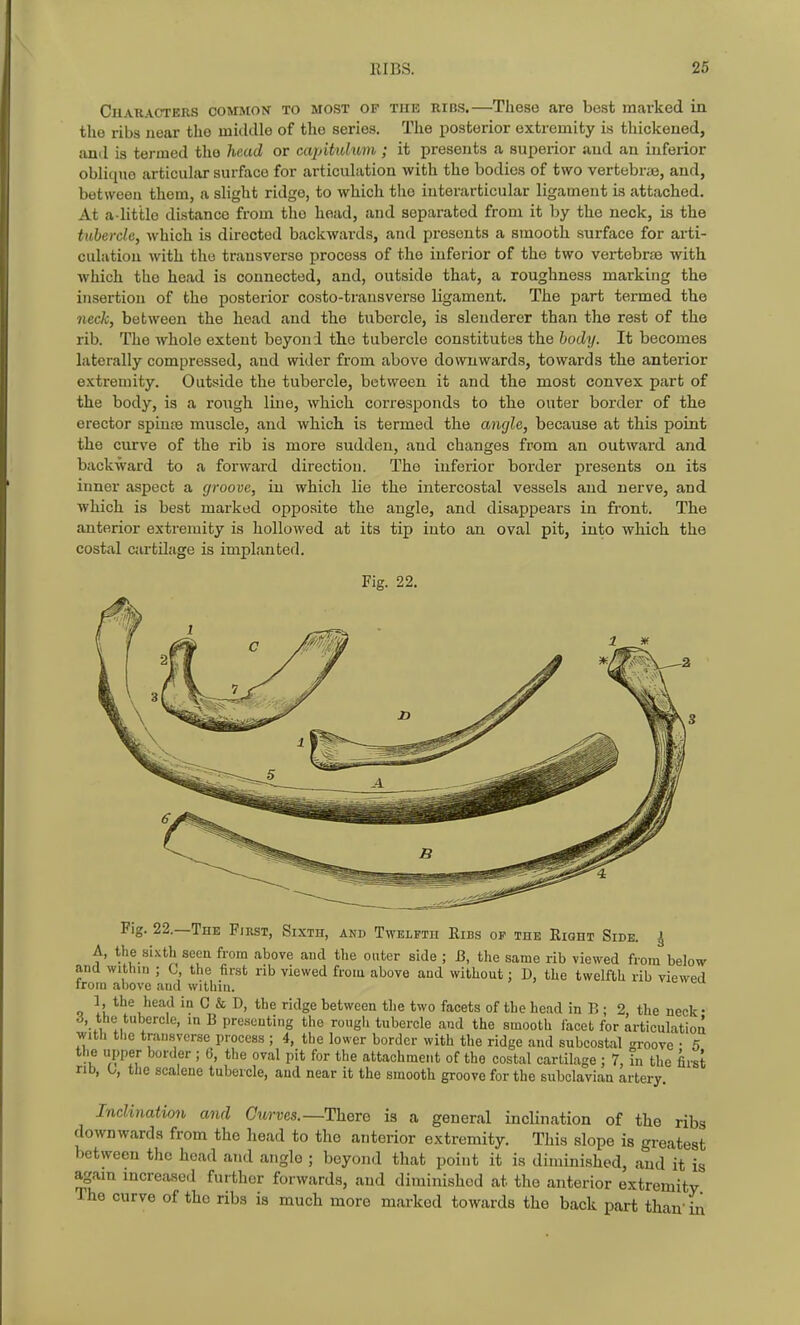 Characters common to most of tuk ribs.—These are best marked in the ribs near the middle of the series. The posterior extremity is thickened, and is termed the head or caj/itidwn ; it presents a supei-ior and an inferior oblique articular surface for articulation with the bodies of two vertebras, and, between them, a slight ridge, to which the iuterarfcicular ligament is attached. At a-little distance from the head, and separated from it by the neck, is the tubercle, which is directed backwards, and presents a smootli surface for arti- culation with the transverse process of the inferior of the two vertebrae with which the head is connected, and, outside that, a roughness marking the insertion of the posterior costo-trausverso ligament. The part termed the neck, between the head and the tubercle, is slenderer than the rest of the rib. The whole extent beyond the tubercle constitutes the body. It becomes laterally compressed, and wider from above downwards, towards the anterior extremity. Outside the tubercle, between it and the most convex part of the body, is a rough luie, which coi-responds to the outer border of the erector spiniB muscle, and which is termed the angle, because at this point the curve of the rib is more sudden, and changes from an outward and backward to a forward direction. The inferior border presents on its inner aspect a groove, in which lie the intercostal vessels and nerve, and which is best marked opposite the angle, and disappears in front. The anterior extremity is hollowed at its tip into an oval pit, into which the costal cartilage is implanted. Fig. 22. Fig. 22.—The First, Sixth, and Twelfth Ribs op the Right Side. ^ A, the sixth seen from above and the outer side ; B, the same rib viewed from below ana within ; G, the first rib viewed from above and without: D, the twelfth rib viewed from above and within. 1, the head in C & D, the ridge between the two facets of the head in R ; 2, the neck • rf, the tubercle, in B presenting the rough tubercle and the smooth facet for articulation with the transverse process ; 4, the lower border with the ridge and subcostal -roove • 5 the upper border ; 6, the oval pit for the attachment of the costal cartilage ; 7, Tn the first nb, 0, the scalene tubercle, aiid near it the smooth groove for the subclavian artery. Inclination and Cwtjcs.—There is a general inclination of the ribs downwards from the head to the anterior extremity. This slope is greatest between the head and angle ; beyond that point it is diminished, and it is again increased further forwards, and diminished at the anterior extremity The curve of the ribs is much more marked towards the back part than' L