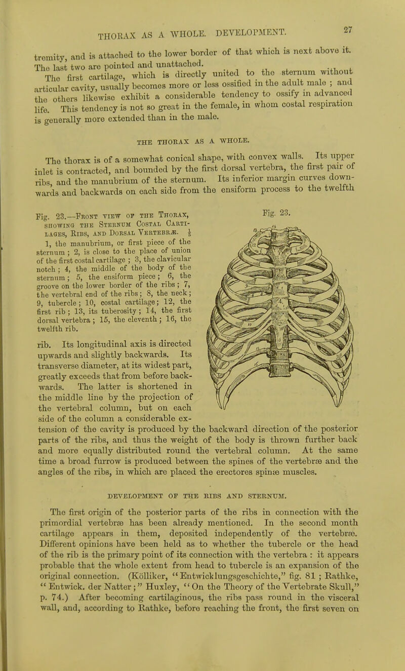 THORAX AS A WHOLE. DEVELOPMENT. tremity, and is attached to the lower border of that which is next above it. Thfi last two are pointed and unattached. The first cartilage, which is directly united to the sternum without articular cavity, usually becomes more or less ossified m the adult male ; and the others likewise exhibit a considerable tendency to ossify m advanced life. This tendency is not so great in the female, in whom costal respiration is generally more extended than in the male. THE THORAX AS A WHOLE. The thorax is of a somewhat conical shape, with convex walls. Its upper inlet is contracted, and bounded by the first dorsal vertebra, the first pair of ribs and the manubrium of the sternum. Its inferior margin curves down- wards and backwards on each side from the ensiform process to the twelfth Fig. 23.—Front view of the Thokax, Fig- 23. snowiNG THE Sternum Costal Carti- lages, Ribs, and Dorsal VERTEBRiB. i 1, the manubrium, or first piece of the sternum ; 2, is close to the place of union of the first costal cartilage ; 3, the clavicular notch ; 4, the middle of the body of the sternum; 5, the ensiform piece; 6, the groove on the lower border of the ribs ; 7, the vertebral end of the ribs; 8, the neck; 9, tubercle; 10, costal cartilage; 12, the first rib ; 13, its tuberosity ; 14, the first dorsal vertebra ; 15, the eleventh ; 16, the twelfth rib. rib. Its longitudinal axis is directed upwards and slightly backwards. Its transverse diameter, at its widest part, greatly exceeds that from before back- wards. The latter is shortened in the middle line by the projection of the vertebral column, but on each side of the column a considerable ex- tension of the cavity is produced by the backward direction of the posterior parts of the ribs, and thus the weight of the body is thrown further back and more equally distributed round the vertebral column. At the same time a broad furrow is produced between the spines of the vertebrae and the angles of the ribs, in which are placed the erectores spinse muscles. DEVELOPMENT OP THE RIBS AND STERNUM. The first origin of the posterior parts of the ribs in connection with the primordial vertebrae has been already mentioned. In the second month cartilage appears in them, deposited independently of the vertebrfe. Difierent opinions have been held as to whether the tubercle or the head of the rib is the primary point of its connection with the vertebra : it appears probable that the whole extent from head to tubercle is an expansion of the original connection. (KoUiker,  Entwicklungsgescliichte, fig. 81 ; Rathke,  Entwick. der Natter; Huxley, On the Theory of the Vertebrate Skull, p. 74.) After becoming cartilaginous, the ribs pass round in the visceral wall, and, according to Rathke, before reaching the front, the first seven on