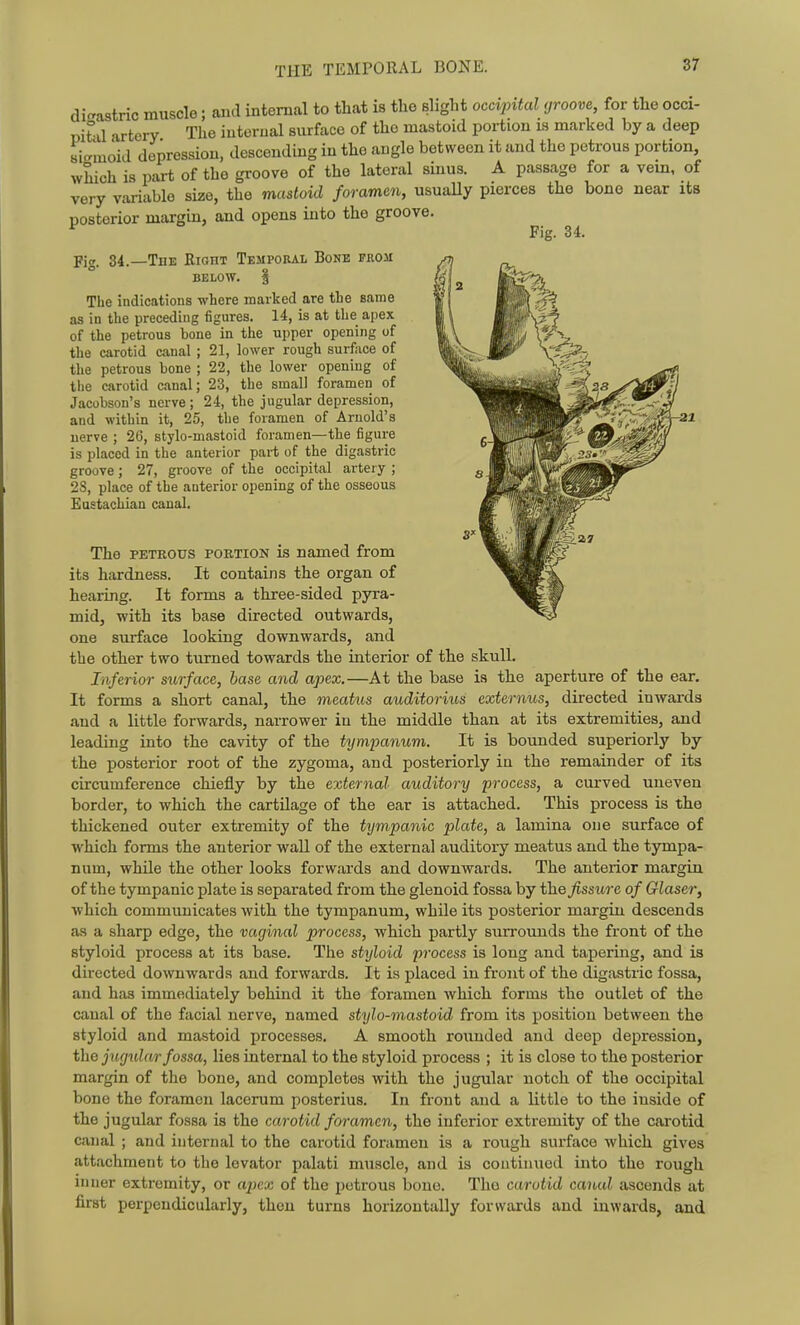 digastric muscle; and internal to that is the slight occipital groove, for the occi- piHl artery The internal surface of the mastoid portion is marked by a deep 8i..moid depression, descending in the angle between it and the petrous portion, which is part of the groove of the lateral sinus. A passage for a vem, of very variable size, the mastoid foramen, usuaUy pierces the bone near its posterior mai'gin, and opens into the groove. Fig. 34. Fi„. 34.—The Right Temporal Bone prom BELOW. S The indications where marked are the same as in the preceding figures. 14, is at tlie apex of the petrous bone in the upper opening of the carotid canal ; 21, lower rough surface of the petrous bone ; 22, the lower opening of the carotid canal; 23, the small foramen of Jacobson's nerve; 24, the jugular depression, and within it, 25, the foramen of Arnold's nerve ; 26, stylo-mastoid foramen—the figure is placed in the anterior part of the digastric groove; 27, groove of the occipital artery ; 23, place of the anterior opening of the osseous Eustachian caual. The PETROUS PORTION is named from its hardness. It contains the organ of hearing. It forms a three-sided pyra- mid, with its base directed outwards, one surface looking downwards, and the other two turned towards the interior of the skull. Inferior surface, base and apex.—At the base is the aperture of the ear. It forms a short canal, the meatiis auditorius externus, directed inwards and a little forwards, narrower in the middle than at its extremities, and leading into the cavity of the tympanum. It is bounded superiorly by the posterior root of the zygoma, and posteriorly in the remainder of its circumference chiefly by the external auditory process, a curved uneven border, to which the cartilage of the ear is attached. This process is the thickened outer extremity of the tympanic plate, a lamina one surface of which forms the anterior wall of the external auditory meatus and the tympa- num, while the other looks forwards and downwards. The anterior margin of the tympanic plate is sepai'ated from the glenoid fossa by the^isswe of Glaser, which communicates with the tympanum, while its posterior margin descends as a sharp edge, the vaginal process, which partly surrounds the front of the styloid process at its base. The styloid process is long and tapering, and is directed downwards and forwards. It is placed in front of the digastric fossa, and has immediately behind it the foramen which forms the outlet of the canal of the facial nerve, named stylo-mastoid from its position between the styloid and mastoid processes. A smooth rounded and deep depression, the jug^dar fossa, lies internal to the styloid process ; it is close to the posterior margin of the bone, and completes with the jugular notch of the occipital bone the foramen lacerum posterius. In front and a little to the inside of the jugular fossa is the carotid foramen, the inferior extremity of the carotid canal ; and internal to the carotid foramen is a rough surface which gives attachment to the levator palati muscle, and is continued into the rough inner extremity, or ajyex of the i)etrous bone. The carotid canal ascends at first perpendicularly, then turns horizontally forwards and inwards, and