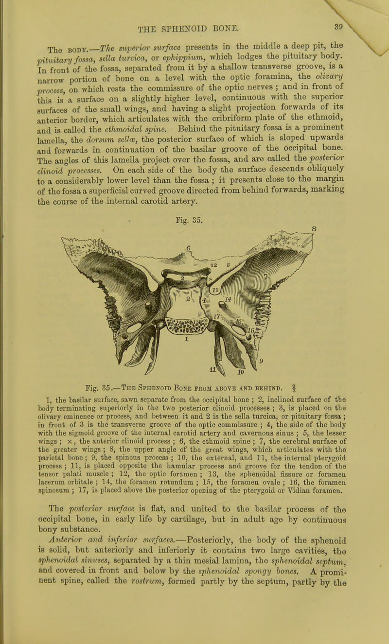 The BODY. The superior surface presents in the middle a deep pit, the pituitary fossa, sella turcica, or ephippium, which lodges the pituitary body. In front of the fossa, separated from it by a shallow transverse groove, is a narrow portion of bone on a level with the optic foramina, the olivary pi-ocess, on which rests the commissure of the optic nerves ; and in front of this is' a surface on a slightly higher level, continuous with the superior surfaces of the small wings, and having a slight projection forwards of its anterior border, which articulates with the cribriform plate of the ethmoid, and is called the ethmoidal spine. Behind the pituitary fossa is a prominent lamella, the dorsum sella, the posterior surface of which is sloped upwards and forwards in continuation of the basilar groove of the occipital bone. The angles of this lamella project over the fossa, and are called the posterior clinoid processes. On each side of the body the surface descends obliquely to a considerably lower level than the fossa ; it presents close to the margin of the fossa a superficial curved groove directed from behind forwards, marking the course of the internal carotid artery. Fig. 35, Fig. 35.—The Sphenoid Bone from above and behind. | 1, the basilar surface, sawn separate from the occipital bone ; 2, inclined surface of the body terminating superiorly in the two posterior clinoid processes ; 3, is placed on the olivary eminence or process, and between it and 2 is the sella turcica, or pituitary fossa ; in front of 3 is the transverse groove of the optic commissure ; 4, the side of the body with the sigmoid groove of the internal carotid artery and cavernous sinus ; 5, the lesser wings ; x , the anterior clinoid process ; 6, the ethmoid spine ; 7, the cerebral surface of the greater wings ; 8, the upper angle of the great wings, which articulates with the parietal bone ; 9, the spinous process ; 10, the external, and 11, the internal pterygoid process; 11, is placed opposite the hamular process and groove for the tendon of the tensor palati muscle ; 12, the optic foramen ; 13, the sphenoidal fissure or foramen lacerum orbitale ; 14, the foramen rotundum ; 1.*), the foramen ovale ; 16, the foramen spinoBum ; 17, is placed above the posterior opening of the pterygoid or Vidian foramen. The posterior surface is flat, and united to the basilar process of the occipital bone, in early life by cartilage, but in adult age by continuous bony substance. Anterior and inferior surfaces.—Posteriorly, the body of the sphenoid is solid, but anteriorly and inferiorly it contains two large cavities, the sphenoidal sinuses, separated by a thin mesial lamina, the sphenoidal septum., and covered in front and below by the sphenoidal spongy bones, A promi- nent spine, called the rostrum, formed partly by the septum, partly by the