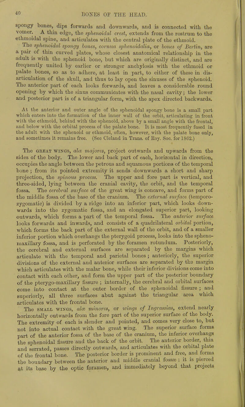 spongy bonea, dips forwards and doAvnwards, and is connected with the vomer. A thin edge, the sphenoidal crest, extends from the rostrum to the ethmoidal spine, and articulates with the central plate of the ethmoid. The sphenoidal spongy bones, cornua sphenoidalia, or hones of Berlin, are a pair of thin curved plates, whose closest anatomical relationship in the adult is with the sphenoid bone, but which are originally distinct, and are frequently united by earlier or stronger anchylosis with the ethmoid or palate bones, so as to adhere, at least in part, to either of these in dis- articulation of the skull, and thus to lay open the sinuses of the sphenoid. The anterior part of each looks forwards, and leaves a considerable round opening by which the sinus communicates with the nasal cavity; the lower and posterior part is of a triangular form, with the apex directed backwards. At the anterior and outer angle of the sphenoidal spongy bone is a small part which enters into the formation of the inner wall of the orbit, articulating in front with the ethmoid, behind with the sphenoid, above by a small angle with the frontal, and below with the orbital process of the palate bone. It is most frequently fused in the adult with the sphenoid or ethmoid, often, however, with the palate bone only, and sometimes it remains free. (See Cleland in Trans, of Roy. Soc. for 1862.) The GREAT WINGS, aim majores, project outwards and upwards from the sides of the body. The lower and back part of each, horizontal in direction, occupies the angle between the petrous and squamous portions of the temporal bone ; from its pointed extremity it sends downwards a short and sharp projection, the spinous process. The upper and fore part is vertical, and three-sided, lying between the cranial cavity, the orbit, and the temporal fossa. The cerebral surface of the great wing is concave, and forms pai-t of the middle fossa of the base of the cranium. The external surface (temporo- zygomatic) is divided by a ridge into an inferior part, which looks down- wards into the zygomatic fossa, and an elongated superior part, looking outwards, which forms a part of the temporal fossa. The anterior surface looks forwards and inwards, and consists of a quadrilateral orbital portion, which forms the back part of the external wall of the orbit, and of a smaller inferior portion which overhangs the pterygoid process, looks into the spheno- maxillary fossa, and is perforated by the foramen rotundum. Posteriorly, the cerebral and external surfaces are separated by the margins which articulate with the temporal and parietal bones ; anteriorly, the superior divisions of the external and anterior surfaces are separated by ths margin which articulates with the malar bone, while their inferior divisions come into contact with each other, and form the upper part of the posterior boundary of the pterygo-maxillary fissure ; internally, the cerebral and orbital surfaces come into contact at the outer border of the sphenoidal fissure ; and superiorly, all three surfaces abut against the triangular area which articulates with the frontal bone. The SMALL WINGS, aloe m.inores, or wings of Ingrassias, extend nearly horizontally outwards from the fore part of the superior surface of the body. The extremity of each is slender and pointed, and comes very close to, but not into actual contact with the great wing. The superior surface forms part of the anterior fossa of the base of the cranium, the infeiior overhangs the sphenoidal fissure and the back of the orbit. The anterior border, thin and serrated, passes directly outwards, and ai-ticulates with the orbital plate of the frontal bone. The posterior border is prominent and free, and forms tlie boundary between the anterior and middle cranial fossM : it is pierced at its base by the optic foramen, and immedhitcly beyond that projects