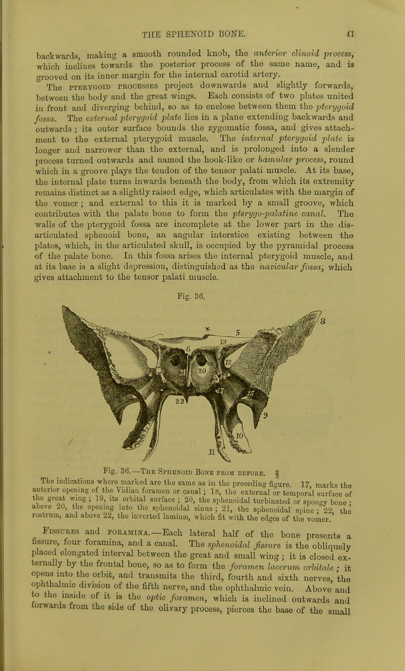 backwards, making a smooth rounded knob, the arderior clinoid process, which iucliiios towards the posterior process of the same name, and is grooved on its iuner margin for the internal carotid artery. The PTEBYGOiD PROCESSES project downwards and slightly forwards, between the body and the great wings. Each consists of two plates united in front and diverging behind, so as to enclose between them the i^terycjoid fussa. The exfernaJ literijgoid plate Lies in a plane extending backwards and outwards ; its outer surface bounds the zygomatic fossa, and gives attach- ment to the external pterygoid muscle. The internal pterygoid plale is longer and narrower than the external, and is prolonged into a slender process turned outwards and named the hook-like or hamular process, round which in a groove plays the tendon of the tensor palati muscle. At its base, the internal plate turns inwards beneath the body, from which its extremity remains distinct as a slightly raised edge, which articulates with the margin of the vomer ; and external to this it is marked by a small groove, which contributes with the palate bone to form the pterygo-palatine canal. The walls of the pterygoid fossa are incomplete at the lower part in the dis- articulated sphenoid bone, an angular interstice existing between the plates, which, in the articulated skull, is occupied by the pyramidal process of the palate bone. In this fossa arises the internal pterygoid muscle, and at its base is a slight depression, distinguished as the navicular fossa; which gives attachment to the tensor palati muscle. Fig. 36. Fig. 36.—The Sphenoid Bone from before. | The indications where marked are the same as in the preceding fitrure 17 marks the anterior opening of the Vidian foramen or canal; IS, the external or temporal surface of the great wing ; 19, its orbital surface ; 20, the sphenoidal turbinated or spongy bone • above 20, the opening into the sphenoidal sinus; 21, the sphenoidal spine; 22 the rostrum, and above 22, the inverted laminaj, which fit with the edges of the voiker.' Fissures and foramina.—Each lateral half of the bone presents a fissure, four foramma, and a canal. The sphenoidal fissure is the obliquely placed elongated interval between the great and smaU mng ; it is closed ex- ternally by the frontal bone, so as to form the foramen laccrxm. orhitale • it opens into the orbit, and transmits the third, fourth and sixth nerves the ophthalmic division of the fifth nerve, and the ophthalmic vein. Above and to the mside of it is the optic foramen, which is inclined outwards and torwarda from the side of the olivary process, pierces the base of the smaU