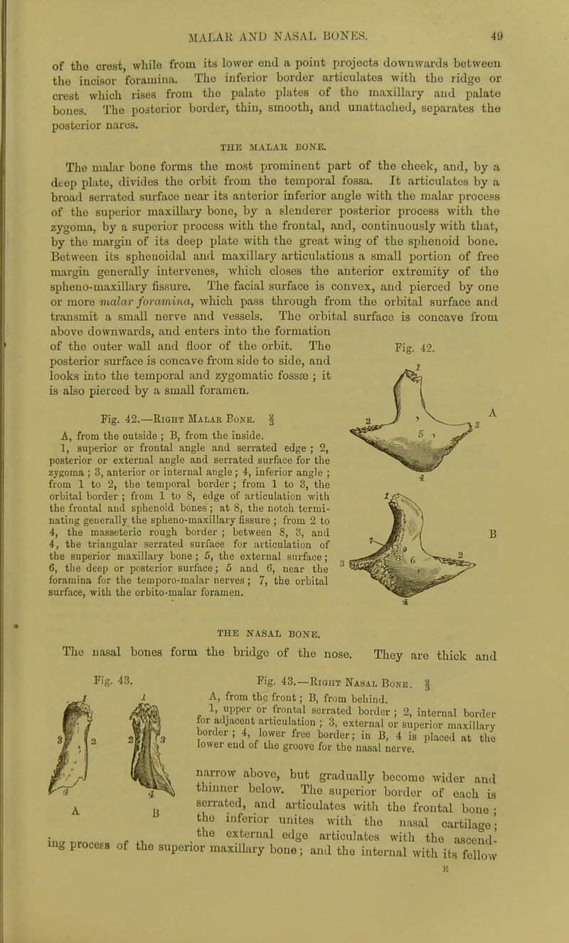 of the crest, while from its lower end a point projects downwards between the incisor foramina. The inferior border articulates with the ridge or crest which rises from tlie palate plates of tho maxillary and palate bones. The posterior border, thin, smooth, and unattached, separates the posterior uarus. THE MALAR BONE, The malar bone forms the most prominent part of the cheek, and, by a deep plate, divides the orbit from the temporal fossa. It articulates by a broad serrated surface near its anterior inferior angle with the malar process of the superior maxdlary bone, by a slenderer posterior process with the zygoma, by a superior process with the frontal, and, continuou.sly with that, by tlie margin of its deep plate with the great wing of the sphenoid bone. Between its sphenoidal and maxillary articulations a small portion of free margin generally intervenes, which closes the anterior extremity of the spheuo-maxiUary fissure. The facial surface is convex, and pierced by one or more malar foramina, which pass through from the orbital surface and ti-ansmit a small nerve and vessels. The orbital surface is concave from above downwards, and enters into the formation of the outer wall and floor of the orbit. The Fig. 42. posterior surface is concave from side to side, and looks into the temporal and zygomatic fossae ; it is also pierced by a small foramen. Fig. 42.—Right Malar Bone. | A, from the outside ; B, from the inside. 1, superior or frontal angle and serrated edge ; 2, posterior or external angle and serrated surface for the zygoma ; 3, anterior or internal angle; 4, inferior angle ; from 1 to 2, the temporal border ; from 1 to 3, the orbital border ; from 1 to 8, edge of articulation with the frontal and sphenoid bones ; at 8, the notch termi- nating generally the spheno-maxillary fissure ; from 2 to 4, the masseteric rough border ; between 8, 3, and 4, the triangular serrated surface for articulation of the superior maxillary bone; 5, the external surface; 6, the deep or posterior surface; 5 and 6, near the foramina for the temporo-malar nerves; 7, the orbital surface, with the orbito-malar foramen. B THE NASAL BONE. The nasal bones form the bridge of the nose. Fig. 43. They are thick and Fig. 43.—RrauT Nasal Bone. | A, from tho front; B, from behind. 1, upper or frontal serrated border ; 2, internal border for adjacent articulation ; 3, external or superior maxillary border; 4 lower free border; in B, 4 is placed at the lower end of the groove for the nasal nerve. narrow above, but gradually become wider and thmner below. The superior border of each is serrated, and articulates with the frontal bone • the inferior unites with the nasal cartilage- . , , external edge articulates with tho asceud- xng proceHS of the superior maxillary bone; and the internal with its feUoIv