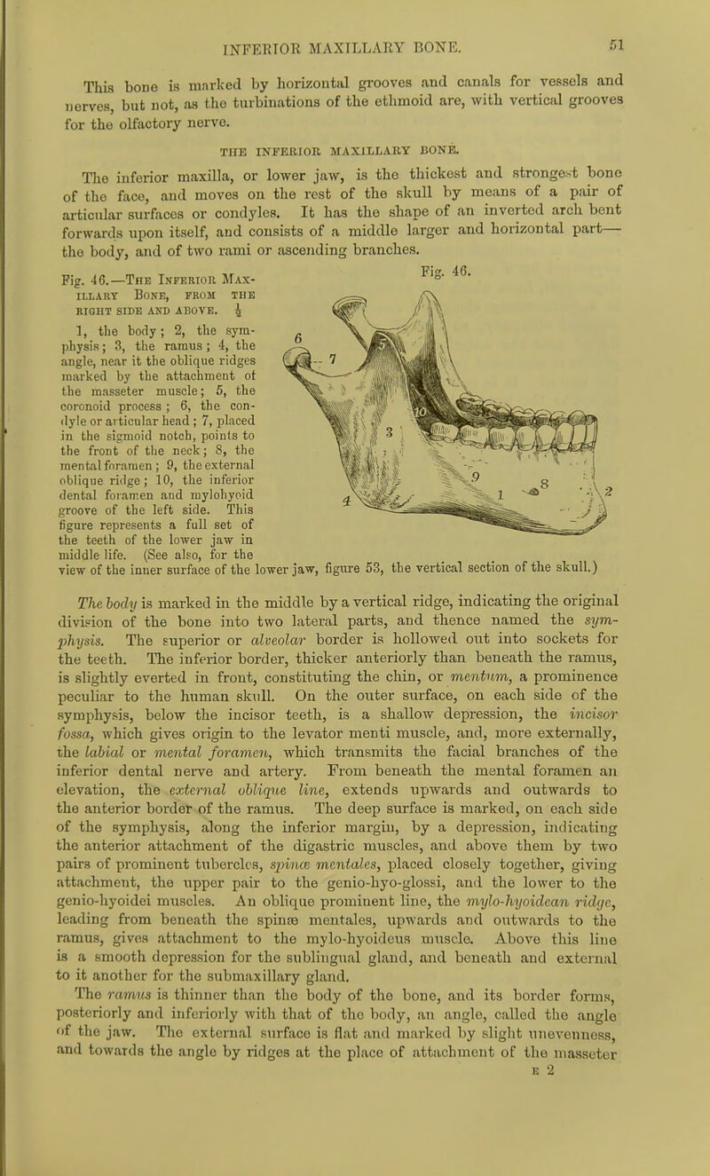 This bone is marked by horizontal grooves and canals for vessels and nerves, but not, as the turbinations of the etlimoid are, with vertical grooves for the olfactory nerve. TUB INFERIOR MAXILLARY BONE. The inferior maxilla, or lower jaw, is the thickest and strongest bono of the face, and moves on the rest of the skull by means of a pair of articular surfaces or condyles. It has the shape of an inverted arch bent forwards upon itself, and consists of a middle larger and horizontal part— the body, and of two rami or ascending branches. Pig. 46.—The Inferior Max- iLLAUY Bone, from the RIGHT SIDE AND ABOVE. ^ 1, the body; 2, the sym- physis ; 3, the ramus; 4, the angle, near it the oblique ridges marked by the attachment ot the masseter muscle; 5, the coronoid process ; 6, the con- dyle or articular head ; 7, placed in the sigmoid notch, points to the front of the neck; 8, the mental foramen; 9, the external oblique ridge; 10, the inferior dental foramen and mylohyoid groove of the left side. This figure represents a full set of the teeth of the lower jaw in middle life. (See also, for the view of the inner surface of the lower jaw, figure 53, the vertical section of the skull.) The body is marked in the middle by a vertical ridge, indicating the original division of the bone into two lateral parts, and thence named the sym- 2)hysis. The superior or alveolar border is hollowed out into sockets for the teeth. The inferior border, thicker anteriorly than beneath the ramus, is slightly everted in front, constituting the chin, or mentum, a prominence peculiar to the human skull. On the outer surface, on each side of the symphysis, below the incisor teeth, is a shallow depression, the incisor fossa, which gives origin to the levator menti muscle, and, more externally, the labial or mental foramen, which transmits the facial branches of the inferior dental nerve and artery. From beneath the mental foramen an elevation, the external oblique line, extends upwards and outwards to the anterior border of the ramus. The deep surface is marked, on each side of the symphysis, along the inferior margin, by a depression, indicating the anterior attachment of the digastric muscles, and above them by two pairs of prominent tubercles, spime meniales, placed closely together, giving attachment, the upper pair to the genio-hyo-glossi, and the lower to the genio-hyoidei muscles. An oblique prominent line, the mylo-hyoidean rid(jc, leading from beneath the spiuiB mentales, upwards and outwards to the ramus, gives attachment to the mylo-hyoideus muscle. Above this line is a smooth depression for the sublingual gland, and beneath and external to it another for the submaxillary gland. The ramus is thinner than the body of the bone, and its border forms, posteriorly and inferiorly with that of the body, an angle, called the angle of the jaw. The external surface is flat and marked by slight uneveuness, and towards the angle by ridges at the place of attachment of the masseter K 2