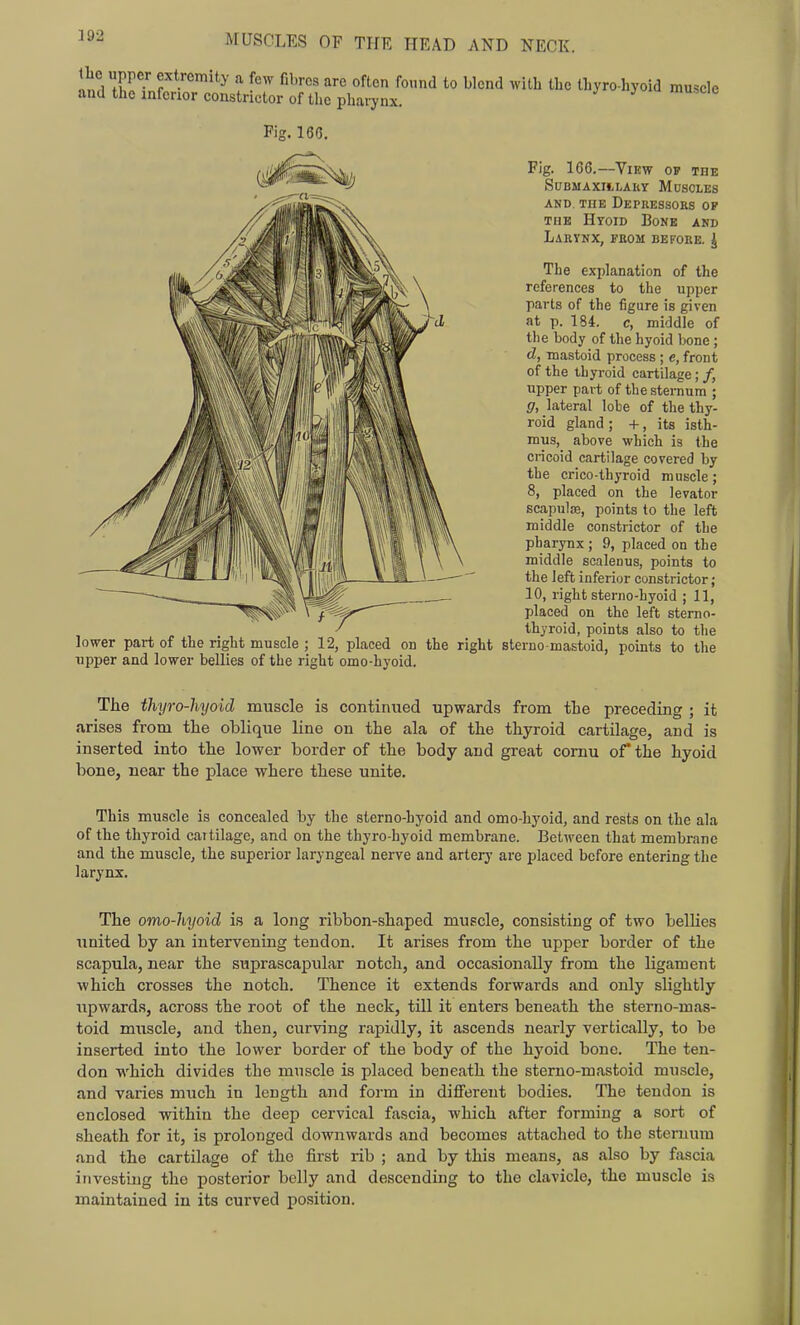 1ml i;;:^'!'^^.''*^^^^^ f few fibres are often found to blond with the tliyro-hyoid muscle and the mfcnor constrictor of the pharynx. Pig. 16(3. Fig. 166.—ViKW OP THE SUBMAXIILAUY MOSOLES AND THE Depressors of THE Htoid Bonk and Larynx, from before. J The explanation of the references to the upper parts of the figure is given at p. 184. c, middle of the body of the hyoid bone ; d, mastoid process ; e, front of the thyroid cartilage; /, upper part of the sternum ; g, lateral lobe of the thy- roid gland ; +, its isth- mus, above which is the cricoid cartilage covered by the crico-thyroid muscle; 8, placed on the levator scapuljE, points to the left middle constrictor of the pharynx ; 9, placed on the middle scalenus, points to the left inferior constrictor; 10, right sterno-hyoid ; 11, placed on the left sterno- thyroid, points also to the lower part of the right muscle ; 12, placed on the right slerno-mastoid, points to the upper and lower bellies of the right omo-hyoid. The thyro-hyoid muscle is continued upwards from the preceding ; it arises from the oblique line on the ala of the thyroid cartilage, and is inserted into tlie lower border of the body and great cornu or the hyoid bone, near the place where these unite. This muscle is concealed by the sterno-hyoid and omo-hj'oid, and rests on the ala of the thyroid cartilage, and on the thyro-hyoid membrane. Between that membrane and the muscle, the superior laryngeal nerve and arteiy are placed before entering the larynx. The omo-liyoid is a long ribbon-shaped mupcle, consisting of two bellies united by an intervening tendon. It arises from the upper border of the scapula, near the suprascapular notch, and occasionally from the ligament which crosses the notch. Thence it extends forwards and only slightly upwards, across the root of the neck, till it enters beneath the sterno-mas- toid muscle, and then, curving rapidly, it ascends nearly vertically, to be inserted into the lower border of the body of the hyoid bone. The ten- don which divides the muscle is placed beneath the sterno-mastoid muscle, and varies mucb in length and form in different bodies. The tendon is enclosed within the deep cervical fascia, which after forming a sort of sheath for it, is prolonged downwai'ds and becomes attached to the sternum and the cartilage of the first rib ; and by this means, as also by fascia investing the posterior belly and descending to the clavicle, the muscle is maintained in its curved position.