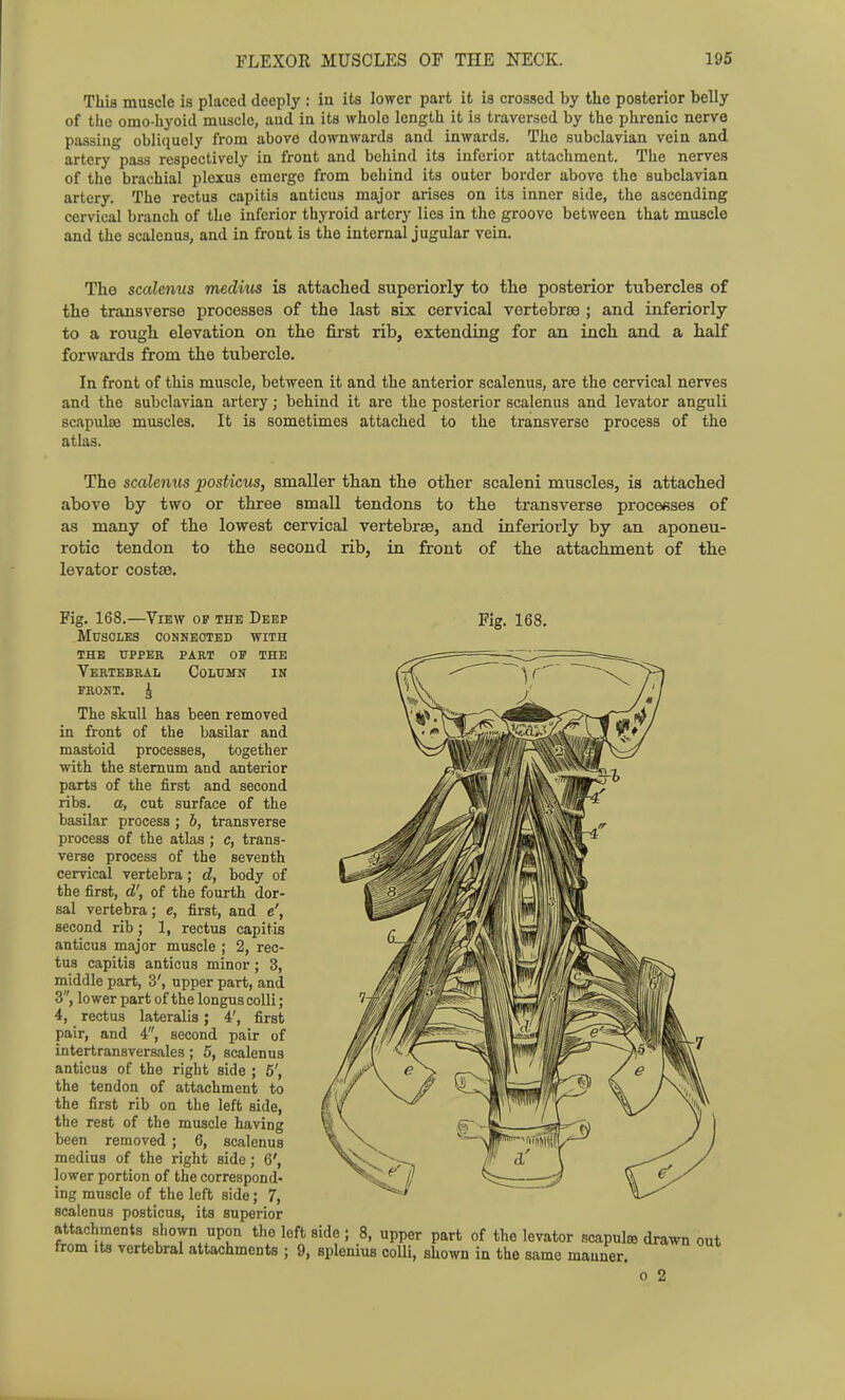 Tlii3 muscle is placed deeply : in its lower part it is crossed by the posterior belly of the omo-hyoid miiscle, aud in its whole length it is traversed by the phrenic nerve passing obliquely from above downwards and inwards. The subclavian vein and artery pass respectively in front and behind its inferior attachment. The nerves of the brachial plexus emerge from behind its outer border above the subclavian artery. The rectus capitis anticus major arises on its inner side, the ascending cervical branch of the inferior thyroid artery lies in the groove between that muscle and the scalenus, and in front is the internal jugular vein. The scalenus medius is attached superiorly to the posterior tubercles of the transverse processes of the last six cervical vertebrae ; and inferiorly to a rough, elevation on the first rib, extending for an inch and a half forwards from the tubercle. In front of this muscle, between it and the anterior scalenus, are the cervical nerves and the subclavian artery; behind it are the posterior scalenus and levator anguli scapulce muscles. It is sometimes attached to the transverse process of the atlas. The scalenus posticus, smaller than the other scaleni muscles, is attached above by two or three small tendons to the transverse proceBses of as many of the lowest cervical vertebrae, and inferiorly by an aponeu- rotic tendon to the second rib, in front of the attachment of the levator costse. Fig. 168.—View of the Deep Muscles connected with the upper part op the Vertebral Column in front. J The skull has been removed in front of the basilar and mastoid processes, together with the sternum and anterior parts of the first and second ribs, a, cut surface of the basilar process ; b, transverse process of the atlas ; c, trans- verse process of the seventh cervical vertebra; d, body of the first, d', of the fourth dor- sal vertebra; e, first, and e', second rib; 1, rectus capitis anticus major muscle ; 2, rec- tus capitis anticus minor ; 3, middle part, 3', upper part, and 3, lower part of the longus colli; 4, rectus lateralis; 4', first pair, and 4, second pair of intertransversales; 5, scalenus anticus of the right side ; 6', the tendon of attachment to the first rib on the left side, the rest of the muscle having been removed; 6, scalenus medius of the right side; 6', lower portion of the correspond- ing muscle of the left side; 7, scalenus posticus, its superior Fig. 168. attachments shown upon the left side ; 8, upper part of the levator scapulae drawn out from Its vertebral attachments ; 9, splenius colli, shown in the same manner.